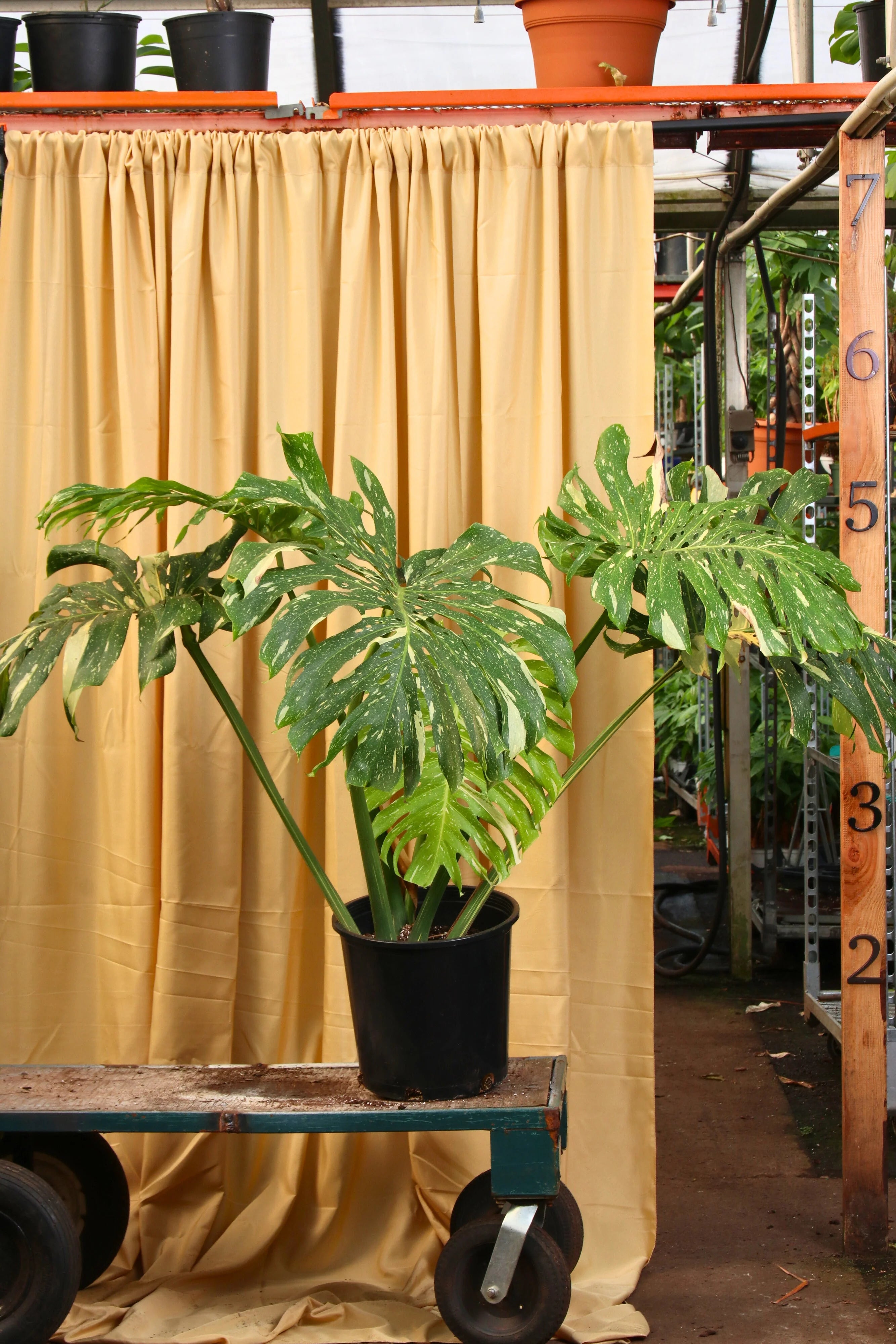 Full Size Monstera 'Thai Constellation '