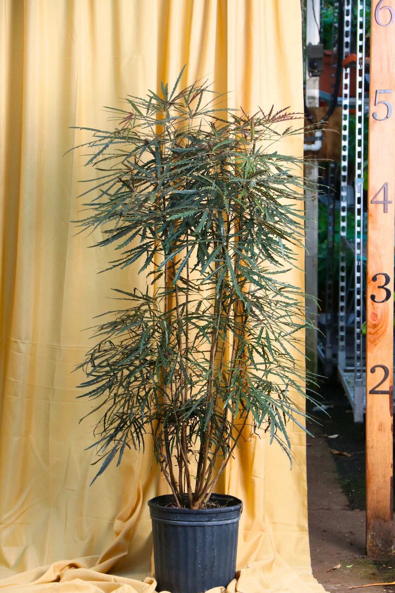 Large False Aralia