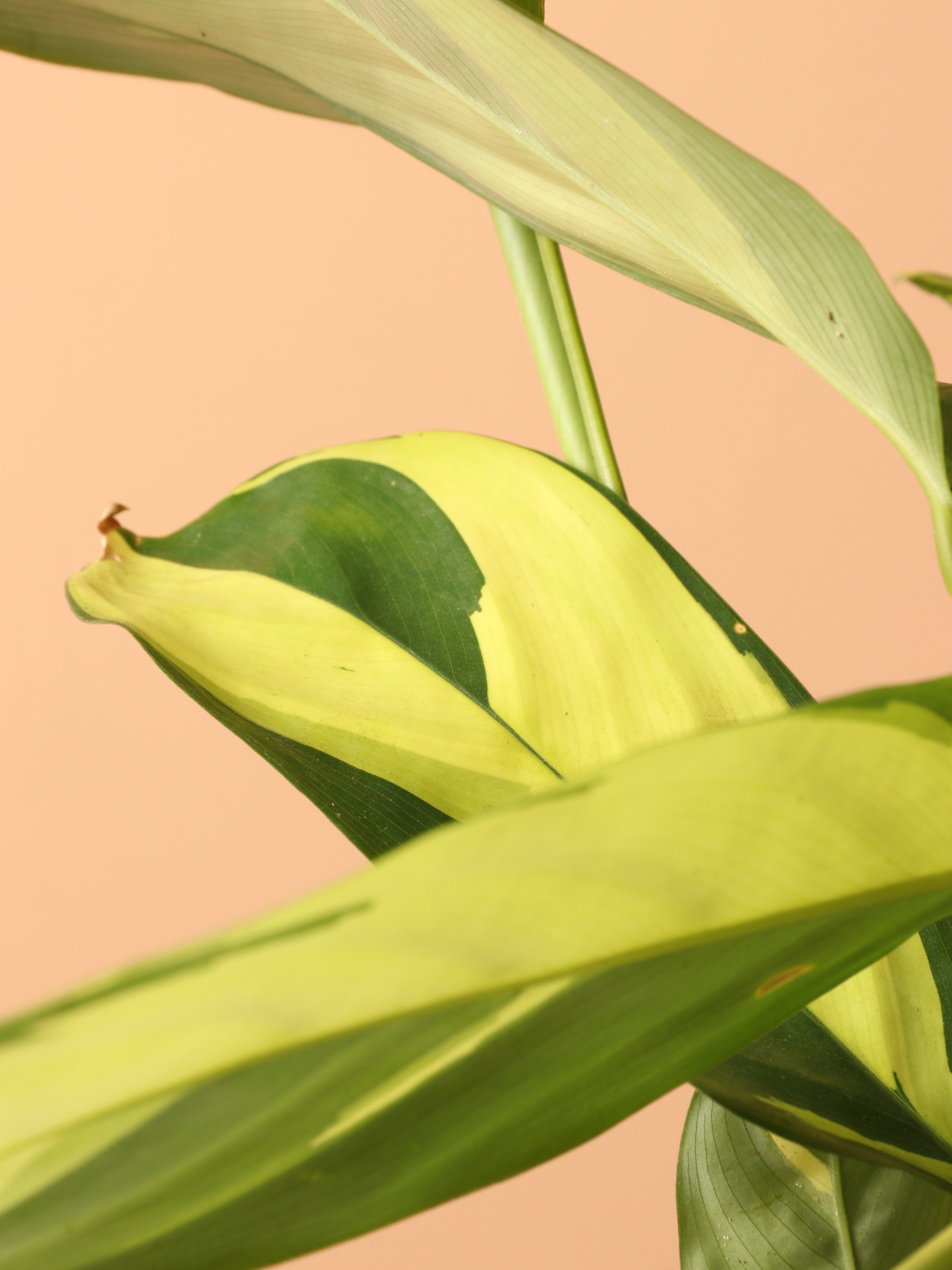 Medium Ctenanthe Lubbersiana