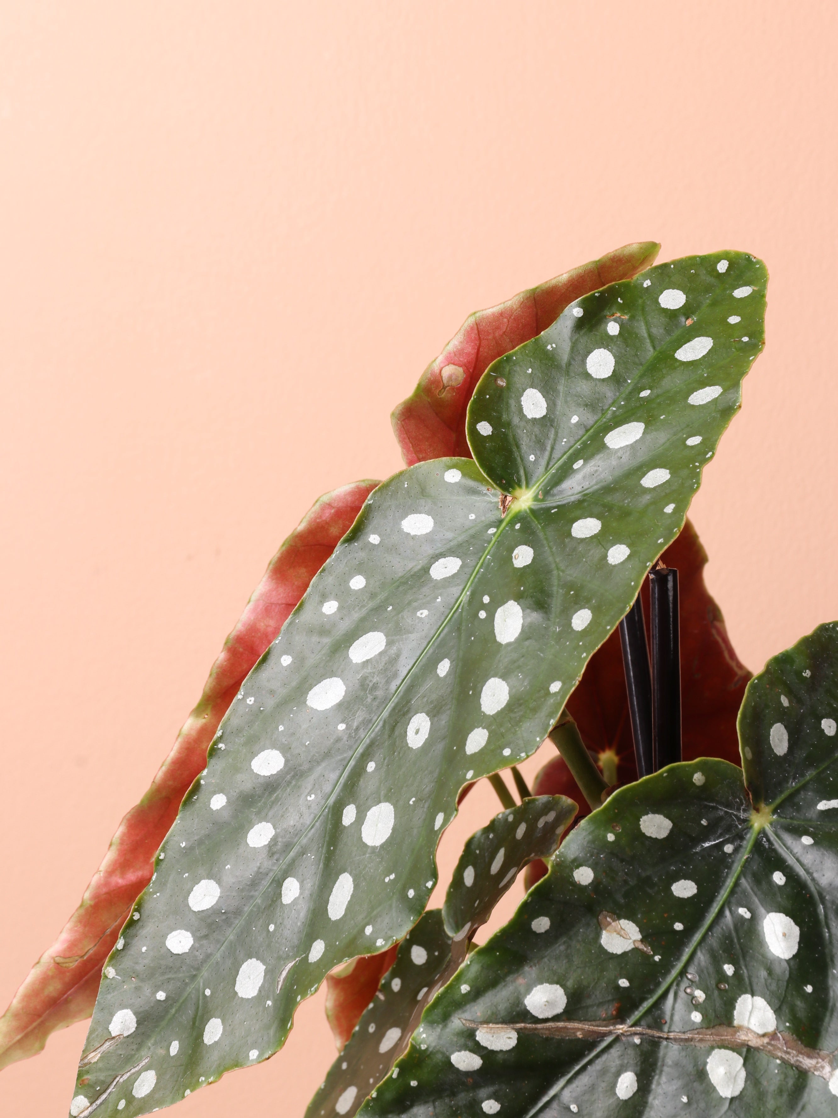 Medium Begonia 'maculata' (Angel Wings)