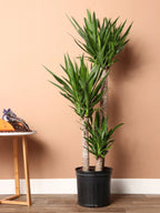 Extra Large Yucca Cane