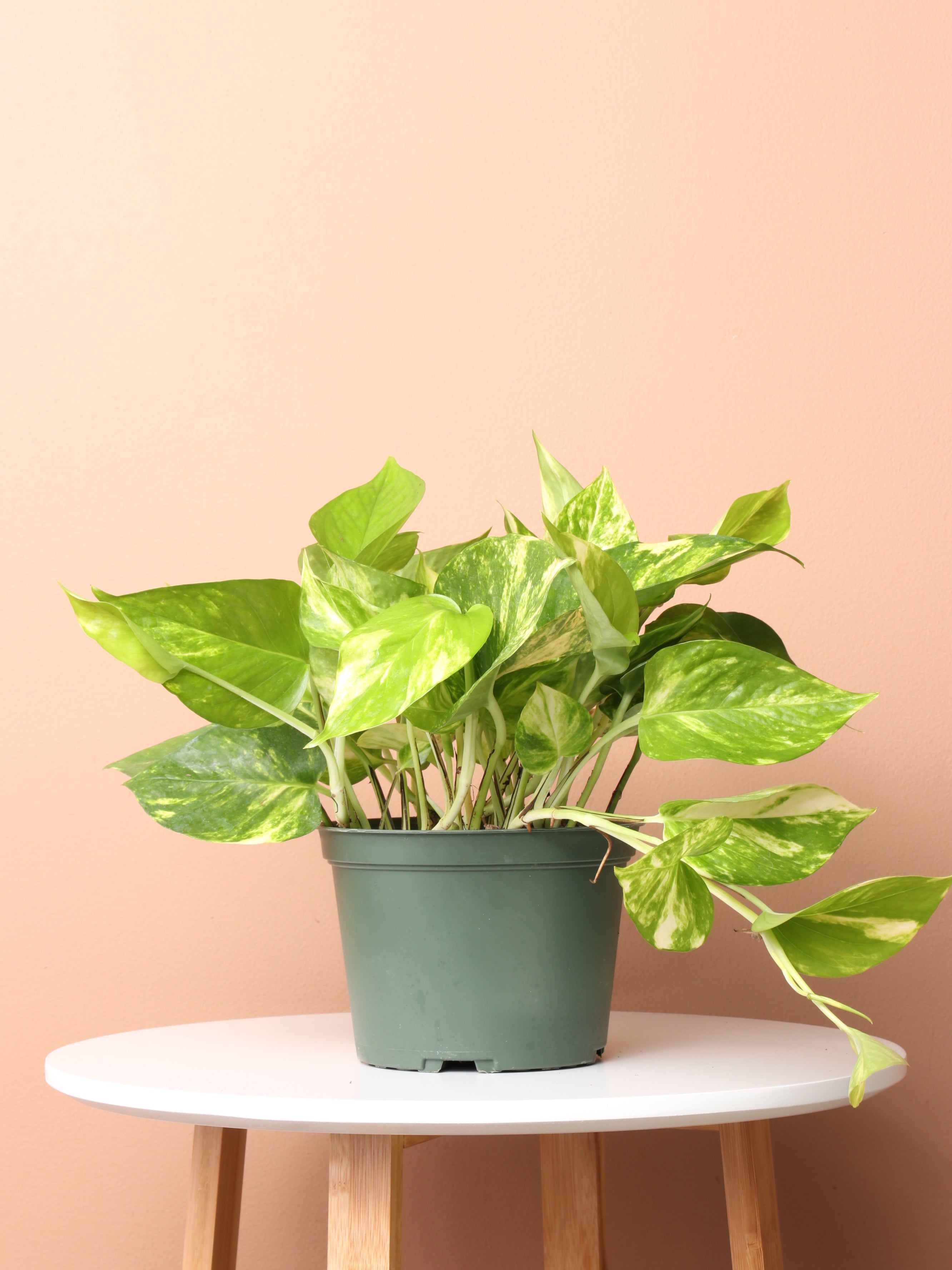 Medium Devil's Ivy