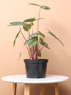 Medium Alocasia 'Pink Dragon'