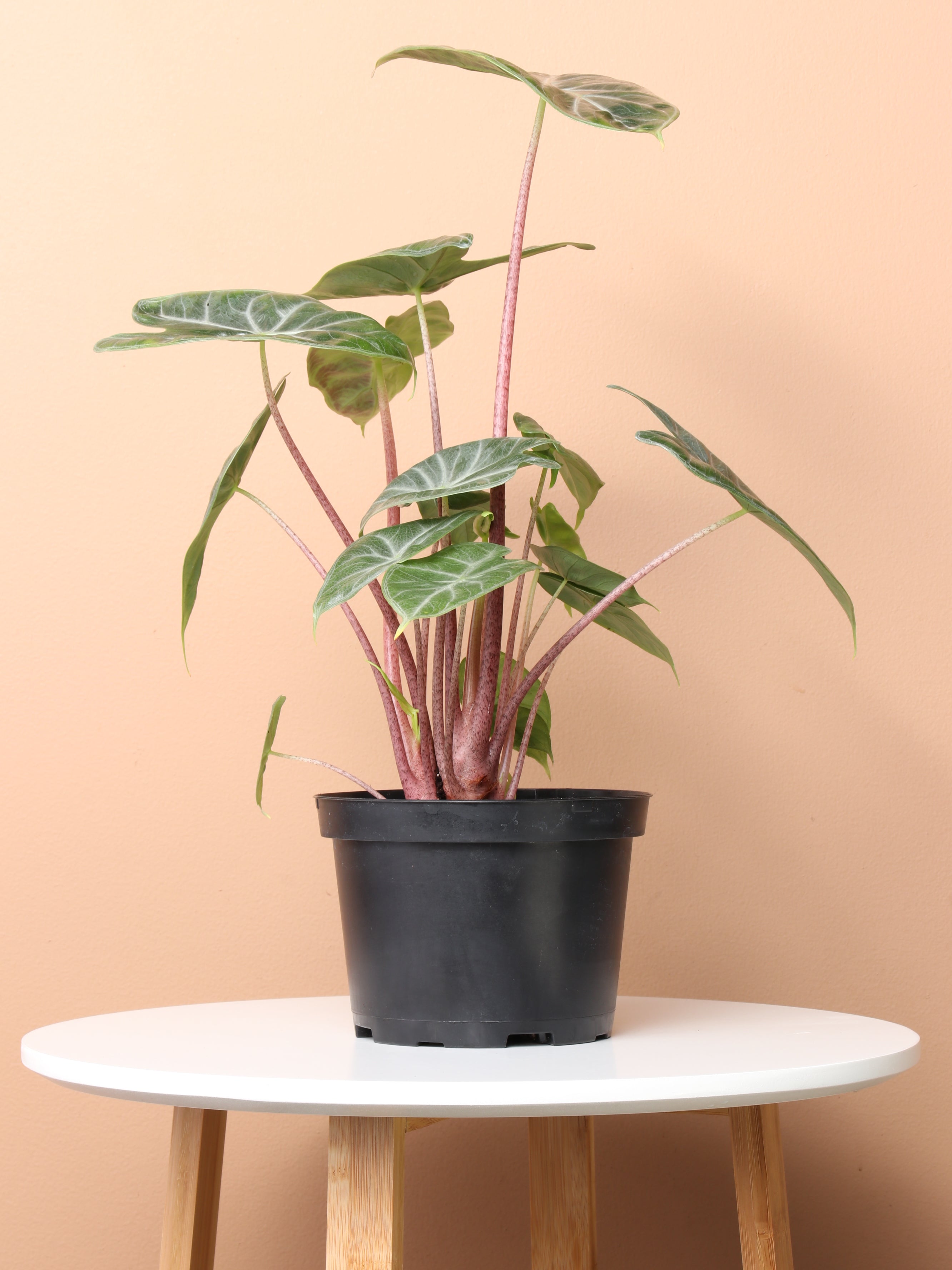 Medium Alocasia 'Pink Dragon'