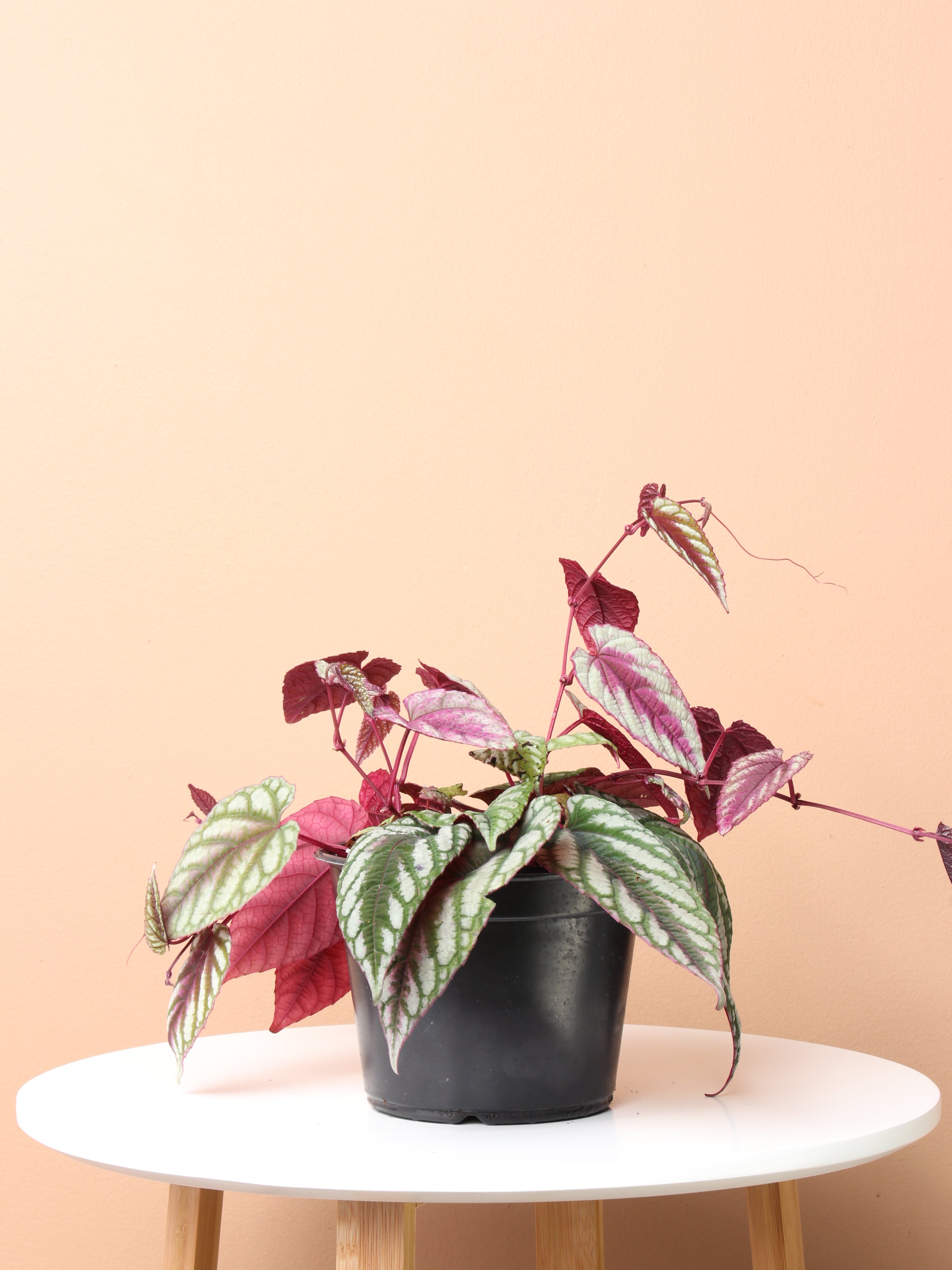 Medium Cissus Discolor