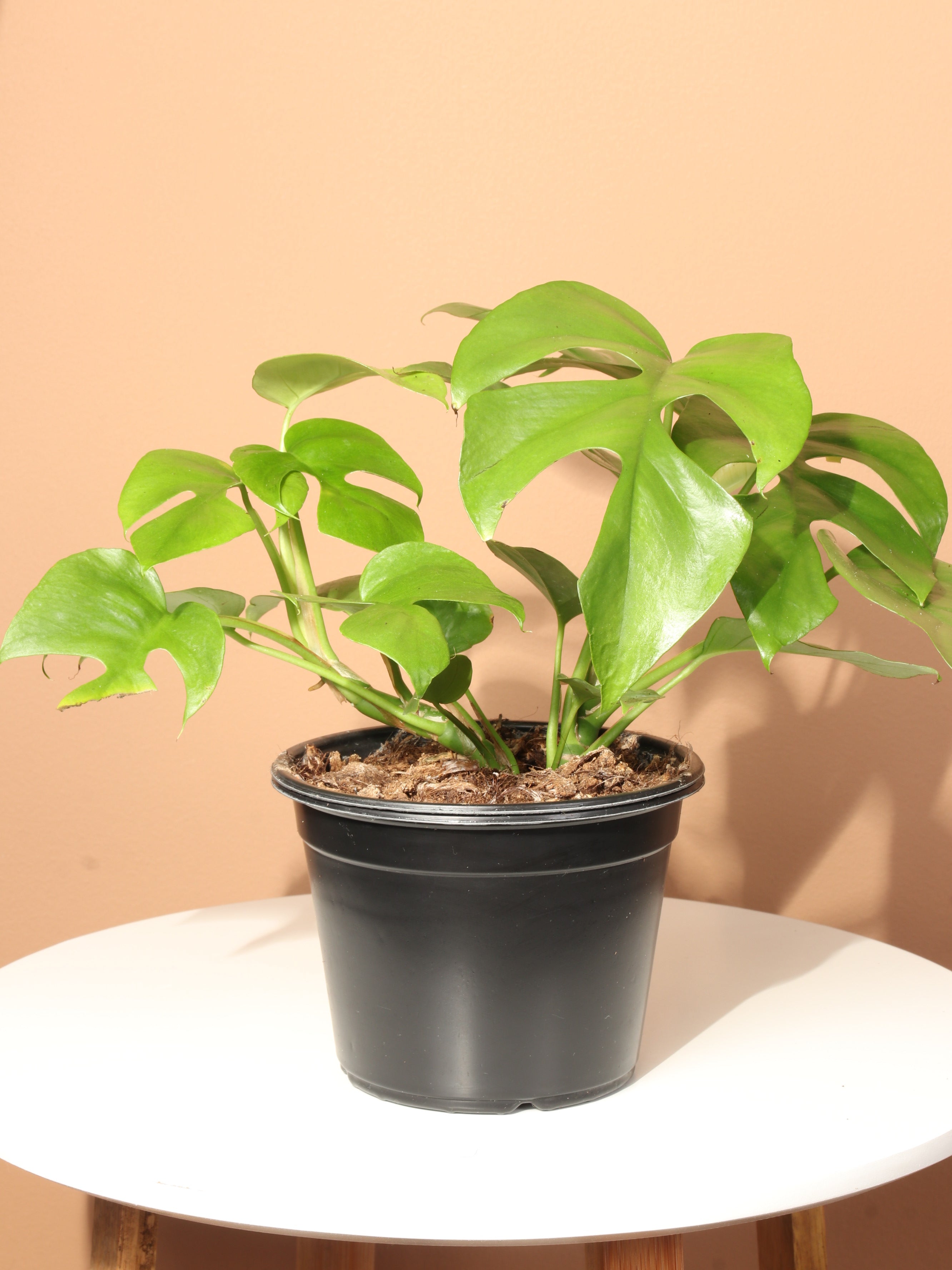 Medium Mini Monstera (rhaphidophora 'tetrasperma')