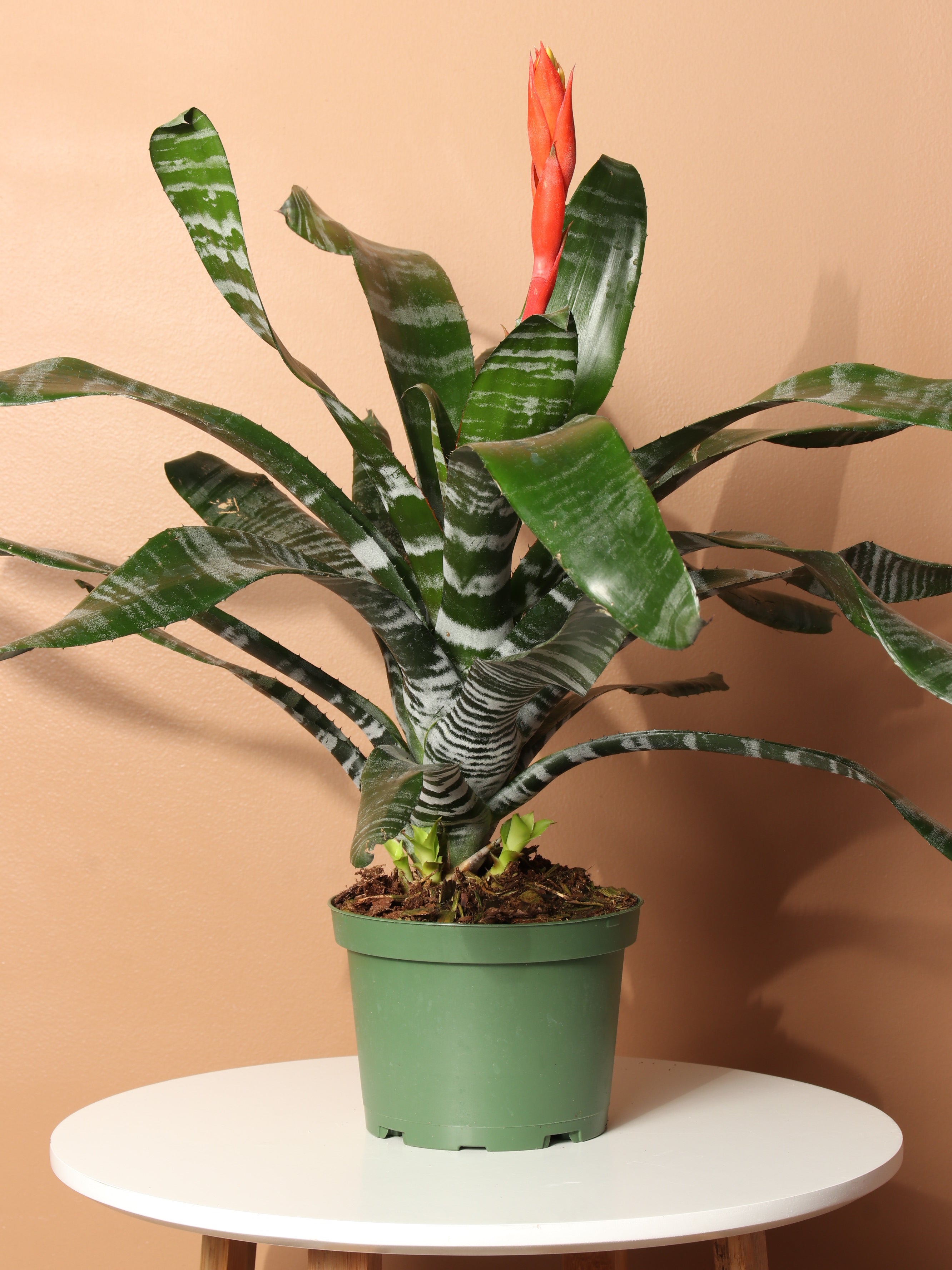 Medium Aechmea Chantinii Red