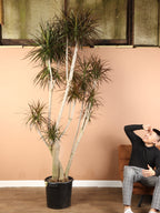 Huge Dracaena Marginata Stump