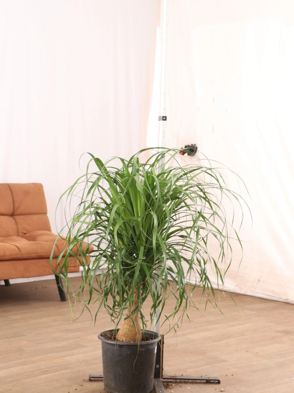 Large Ponytail Palm