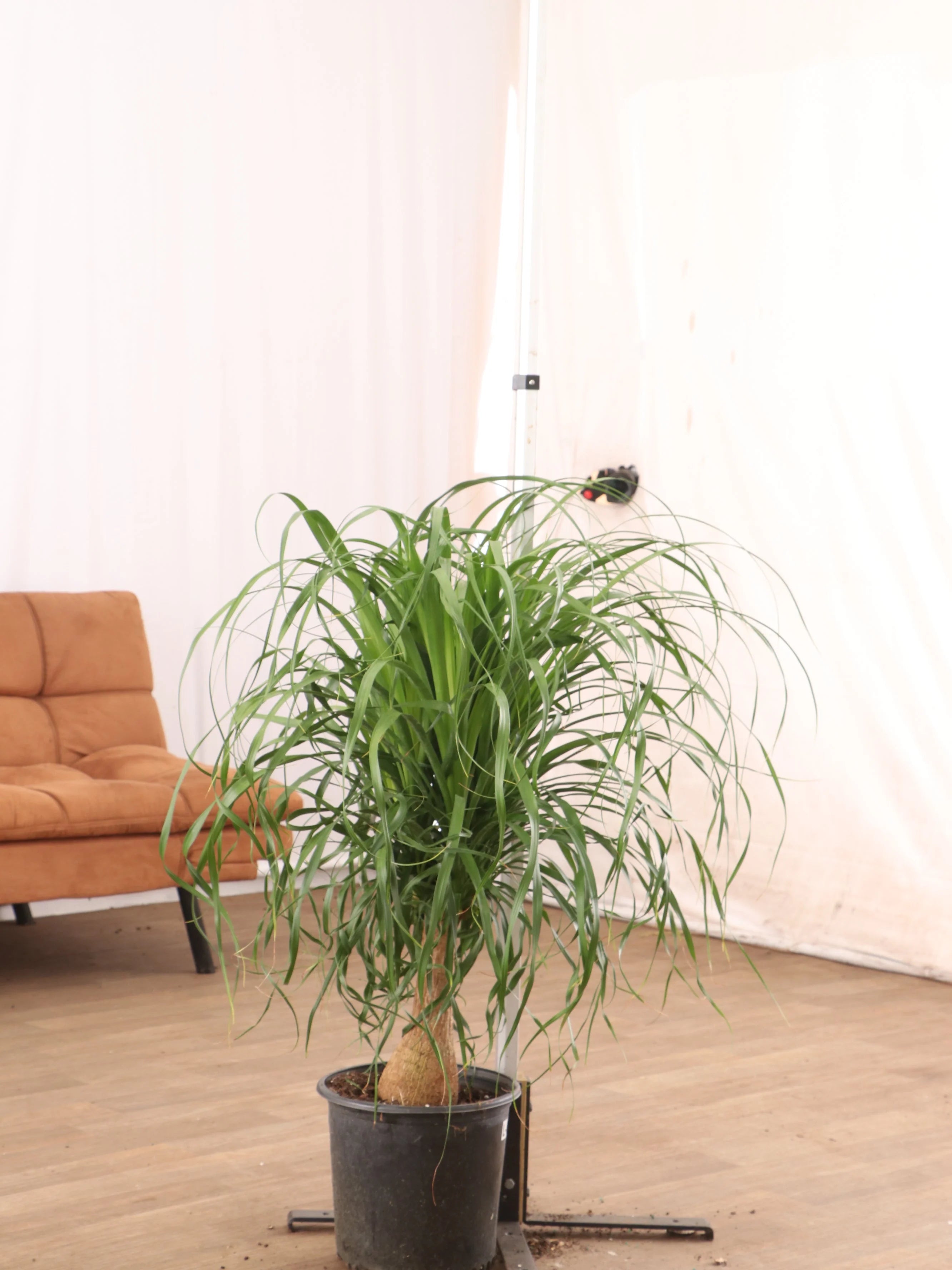 Large Ponytail Palm