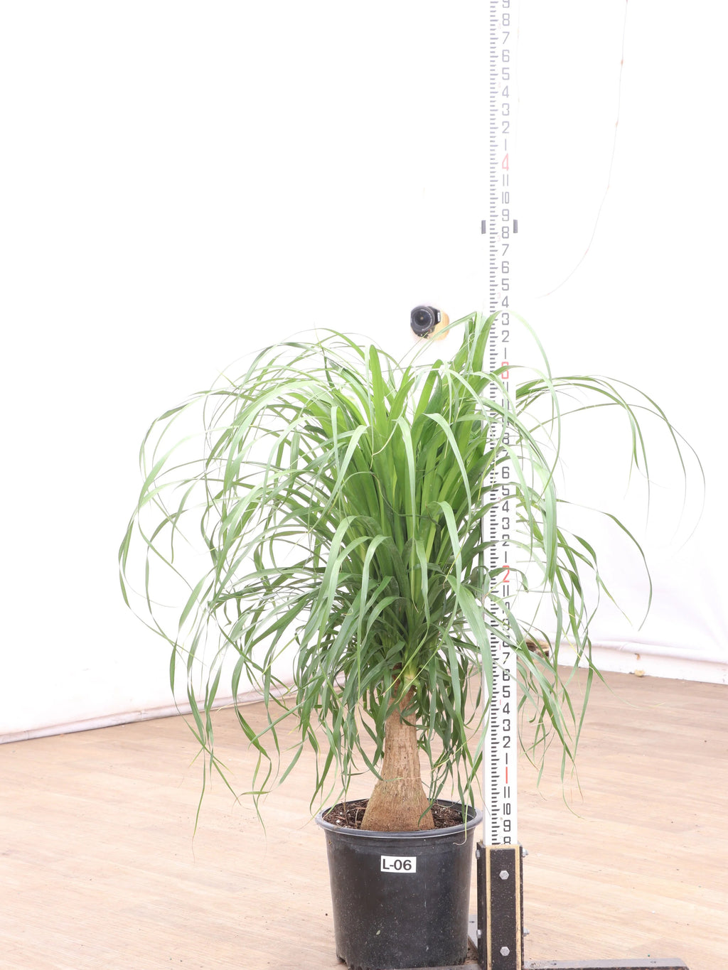 Large Ponytail Palm