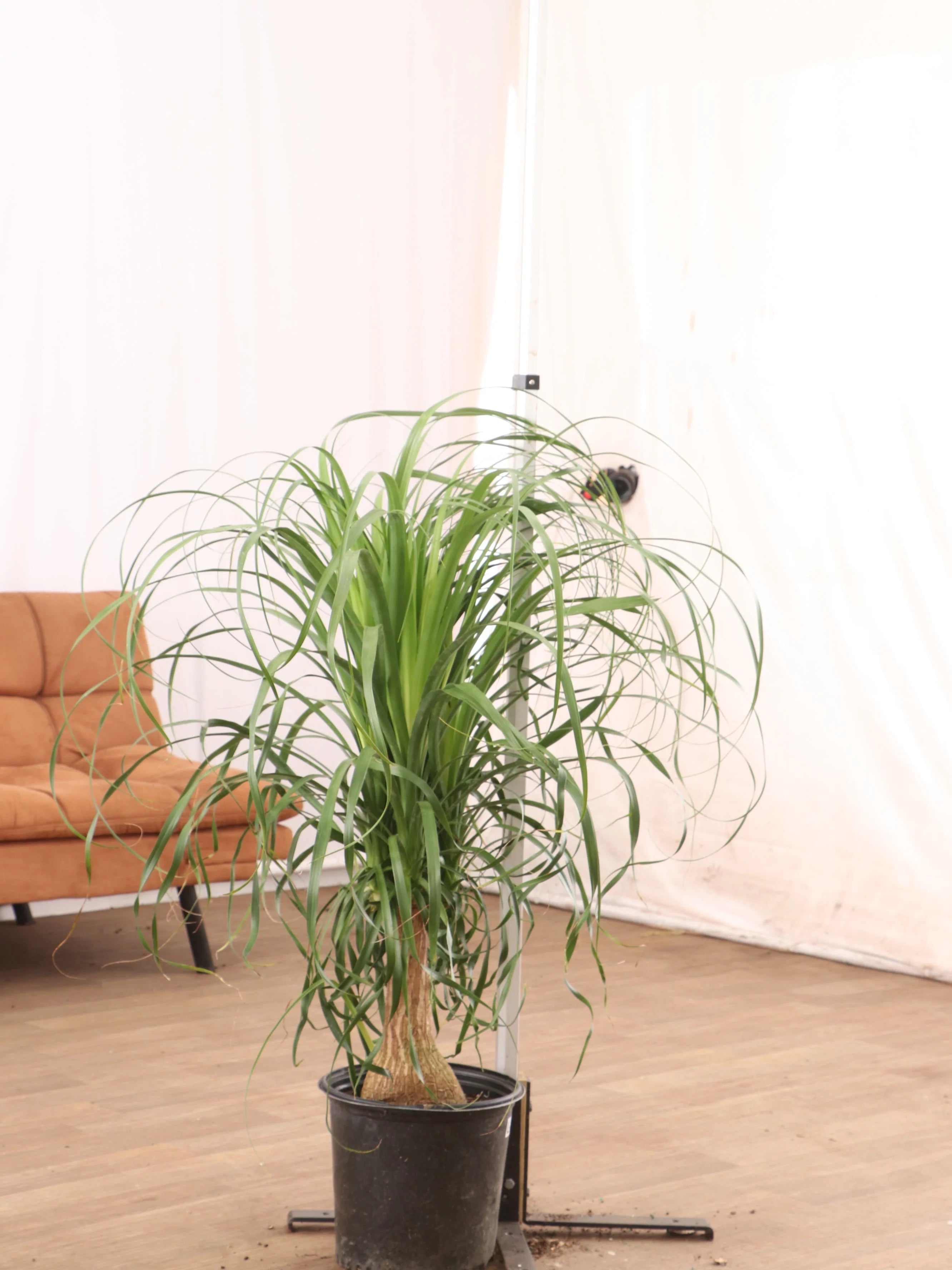 Large Ponytail Palm