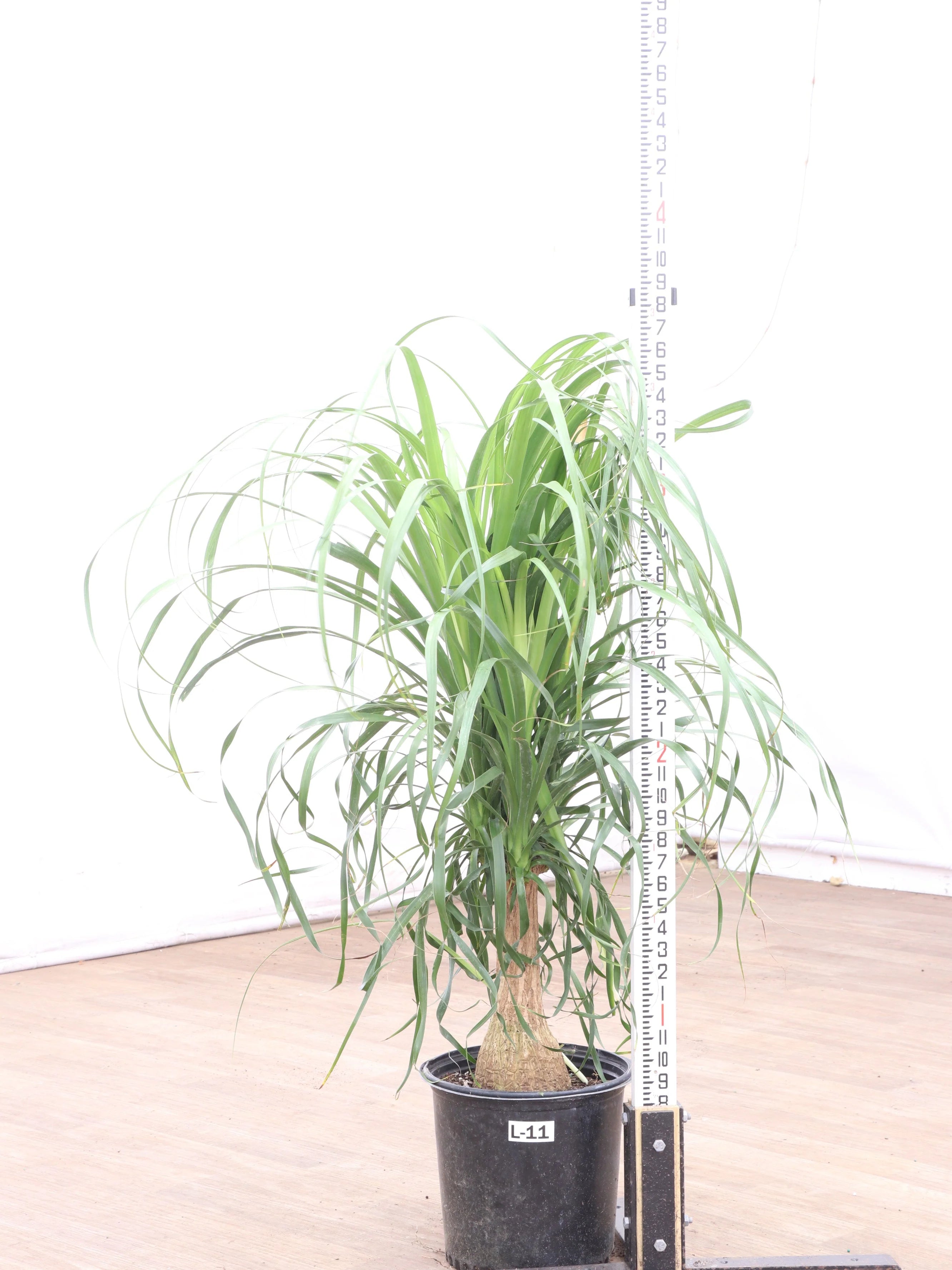 Large Ponytail Palm