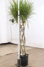 Large Dracaena Marginata (Braided)