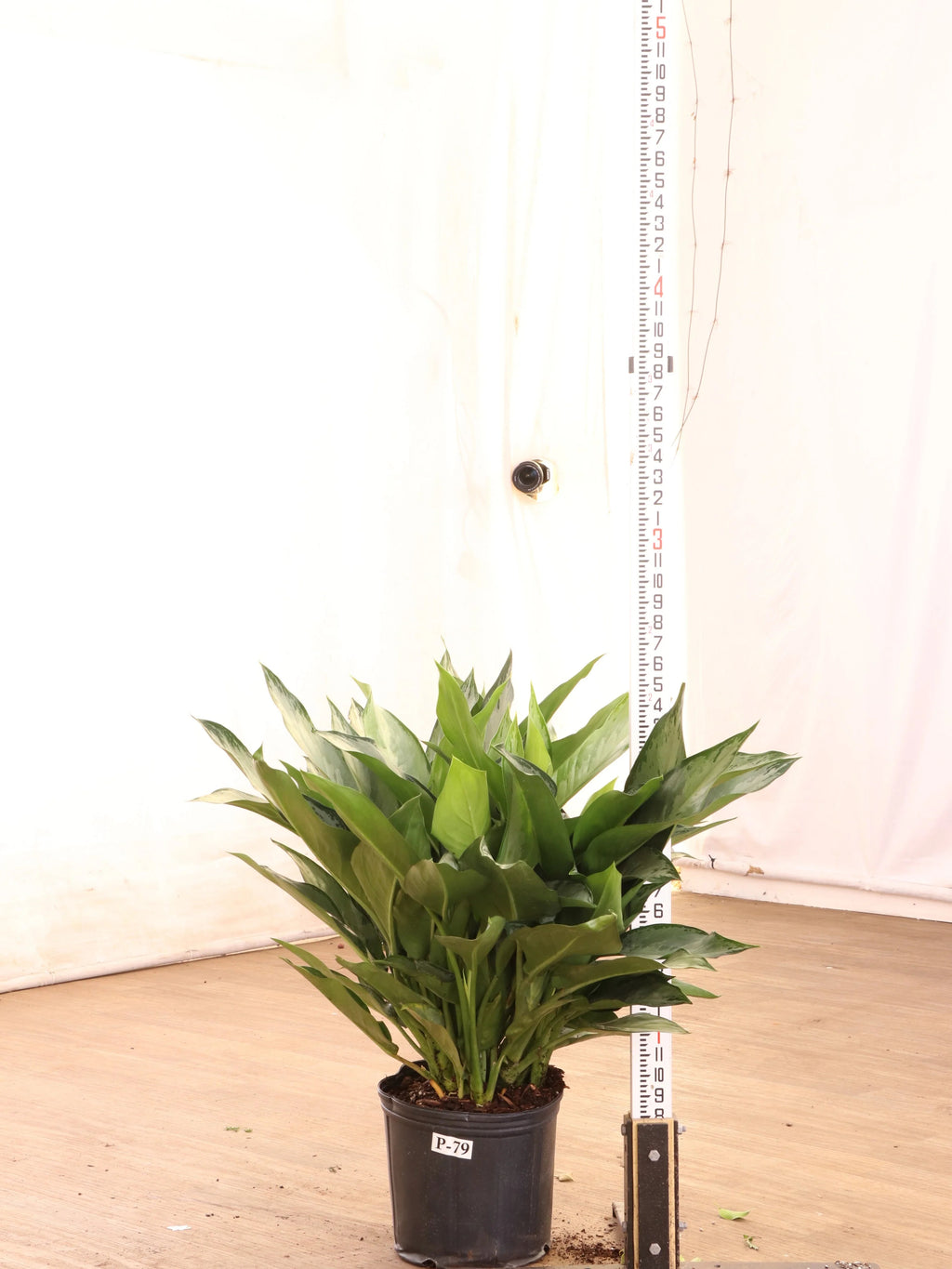 Large Aglaonema 'Silverado