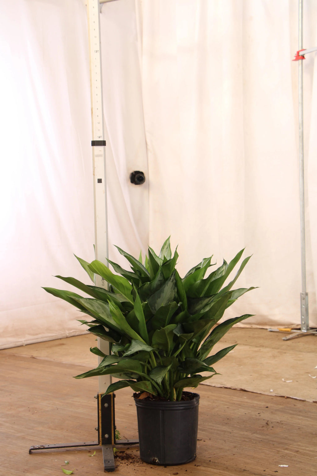 Large Aglaonema 'Silverado