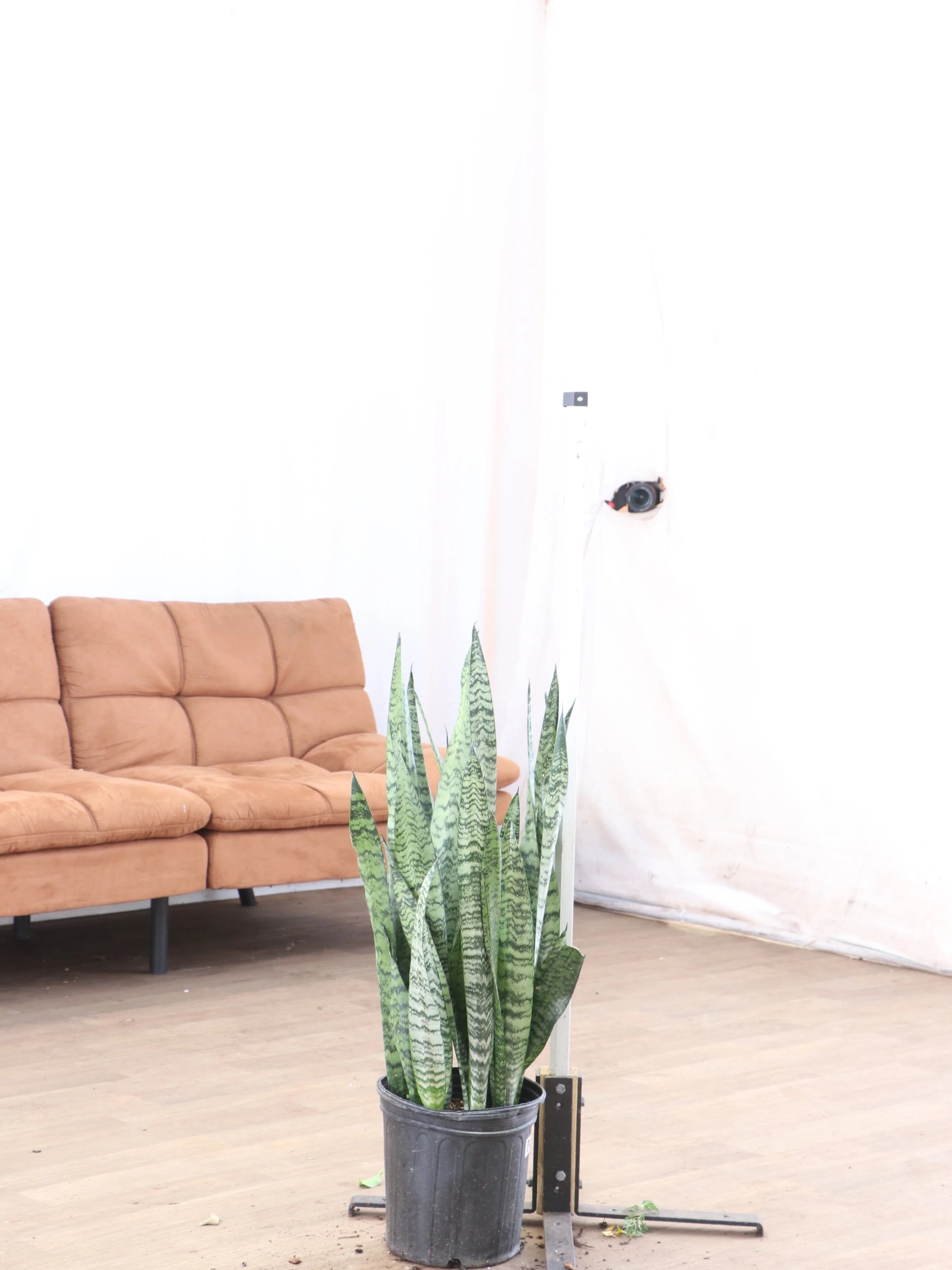 Large Snake Plant (Zeylanica)