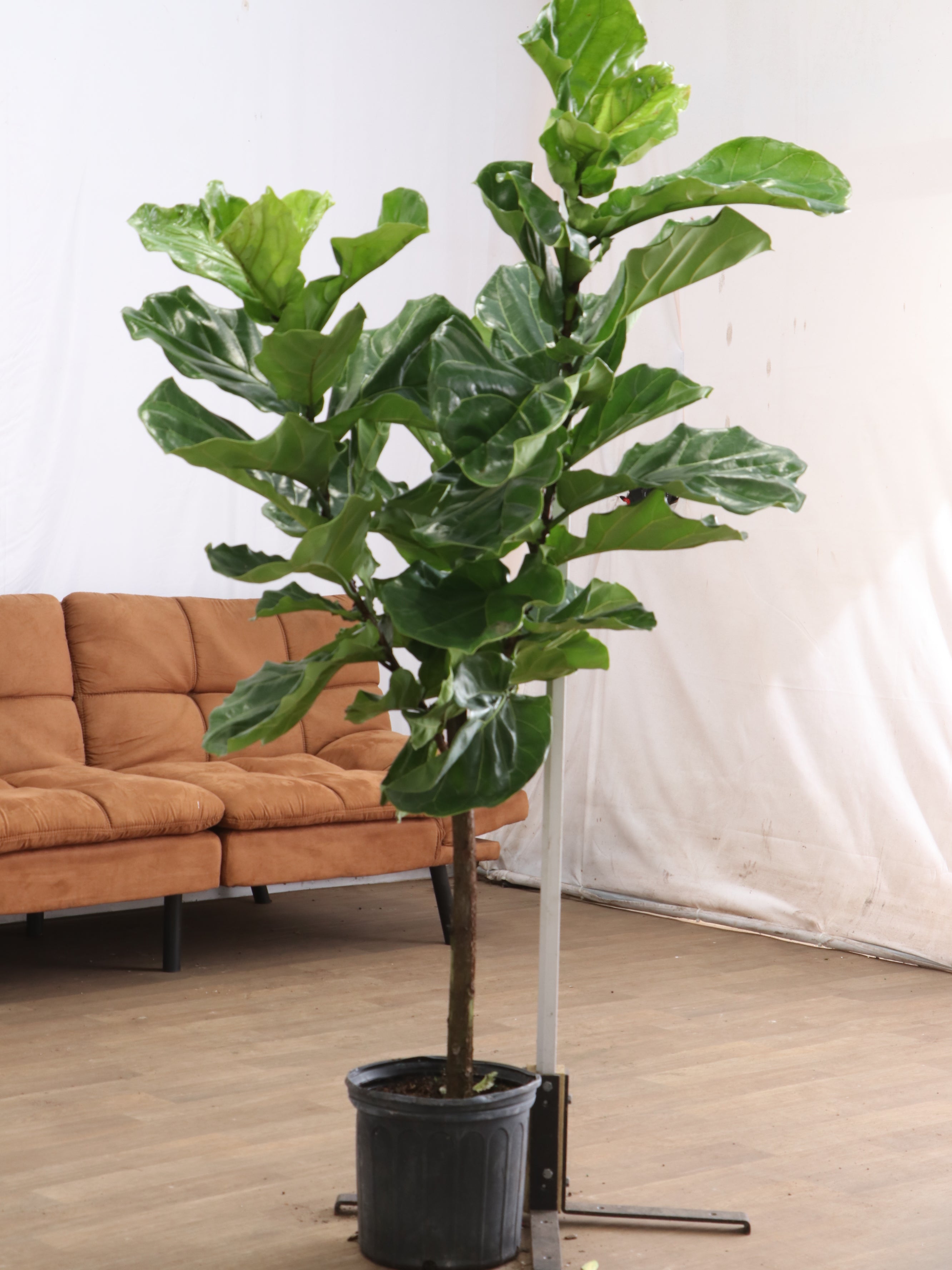 Extra Large Fiddle Leaf Fig