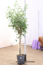 Extra Large Benjamin Ficus