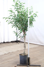 Extra Large Benjamin Ficus