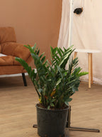 Large ZZ Plant
