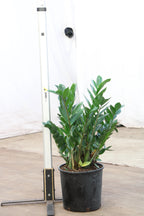 Large ZZ Plant