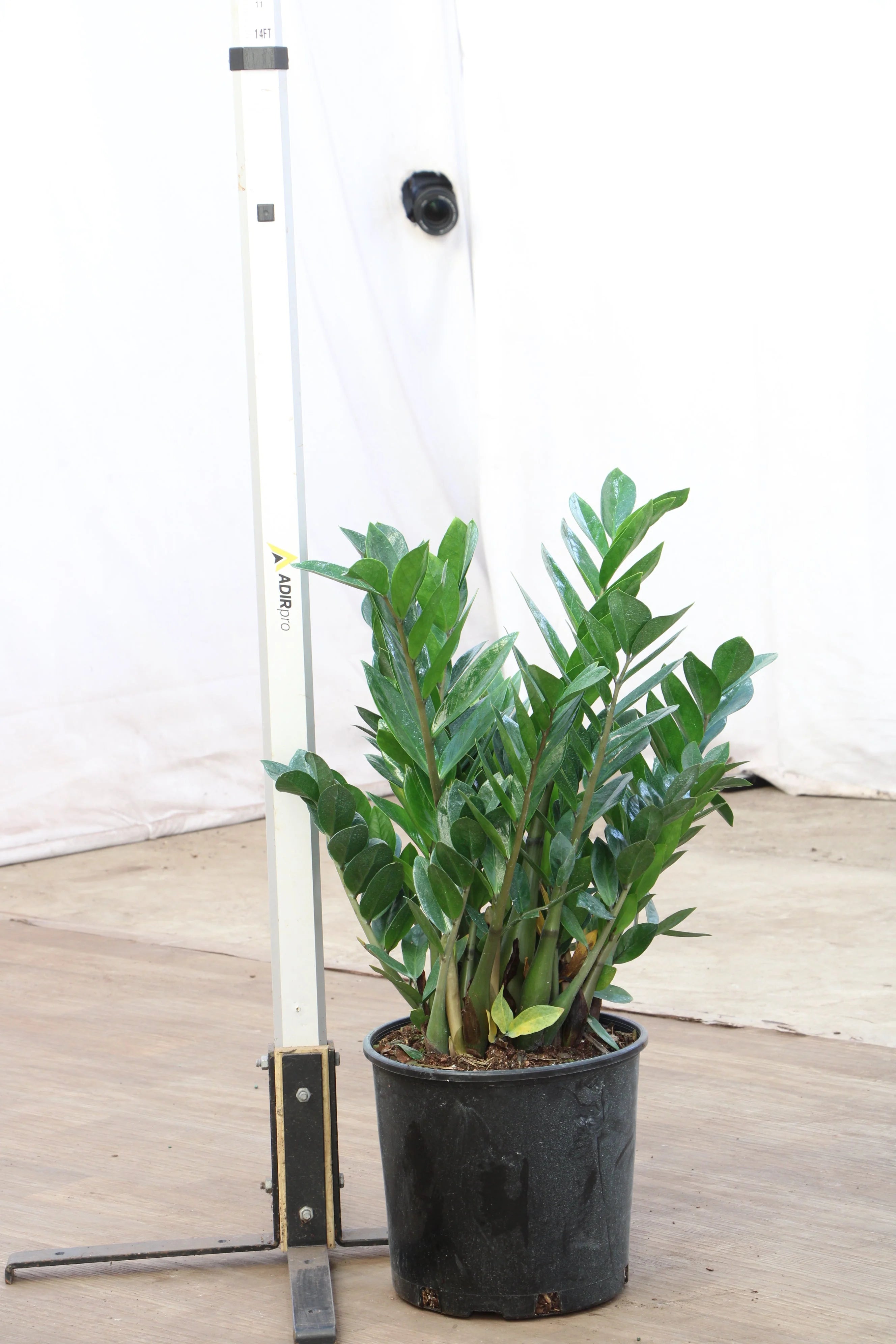Large ZZ Plant