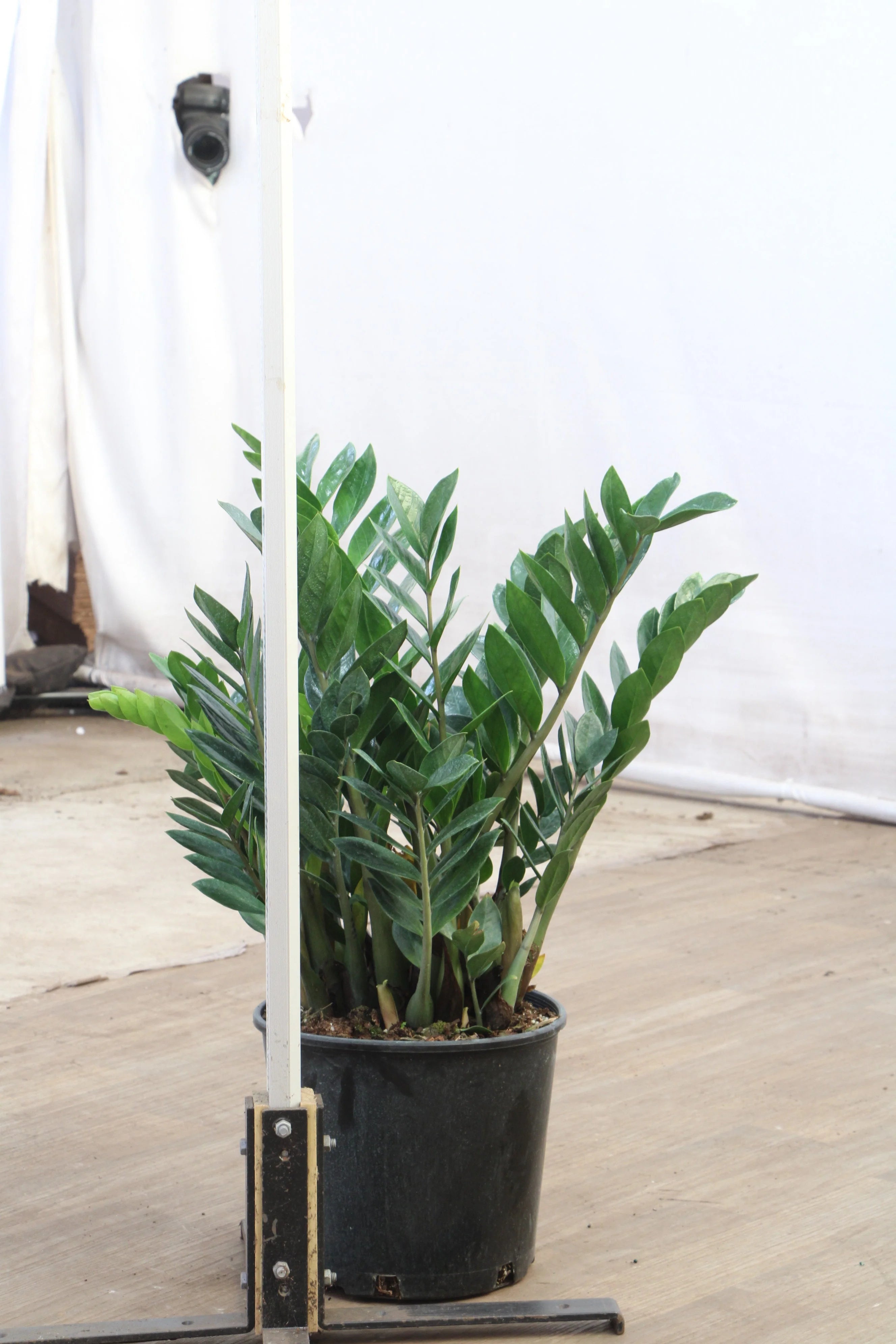 Large ZZ Plant