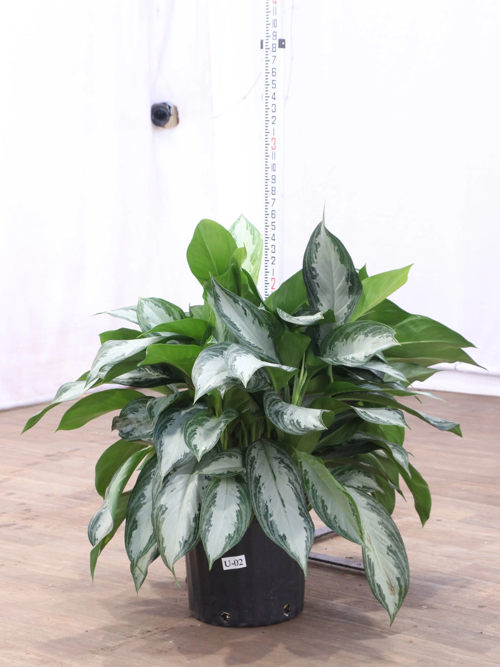 Large Aglaonema 'Silverado