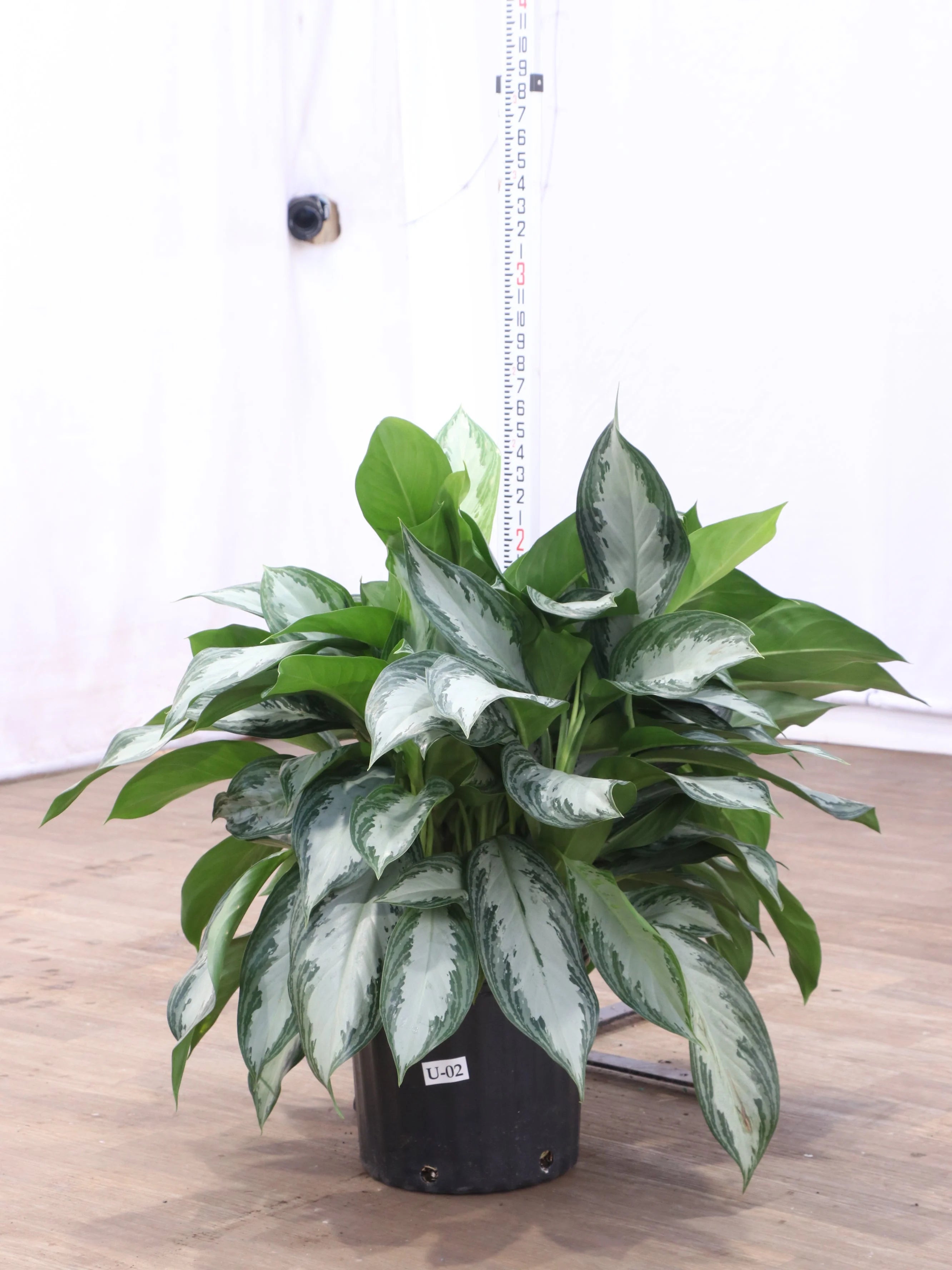 Large Aglaonema 'Silverado