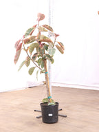 Extra Large Ruby Rubber Tree Std