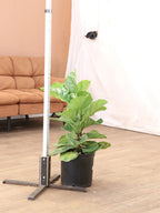 Large Fiddle Leaf Fig (bush)