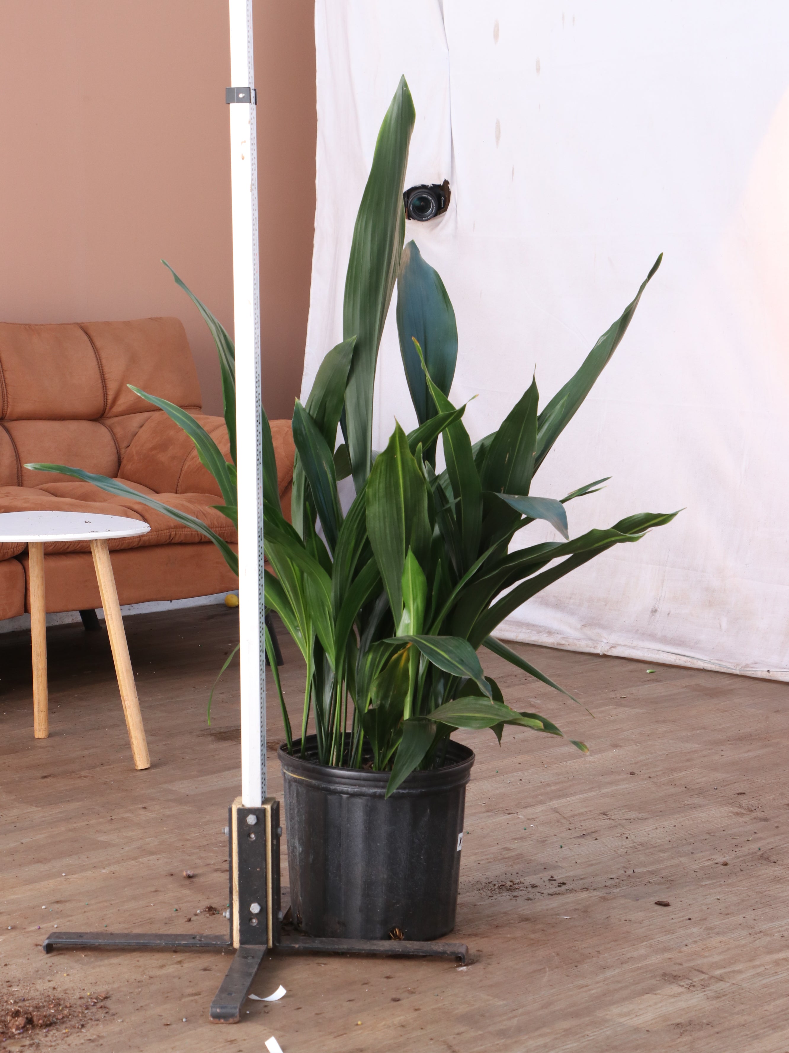 Large Cast Iron Plant
