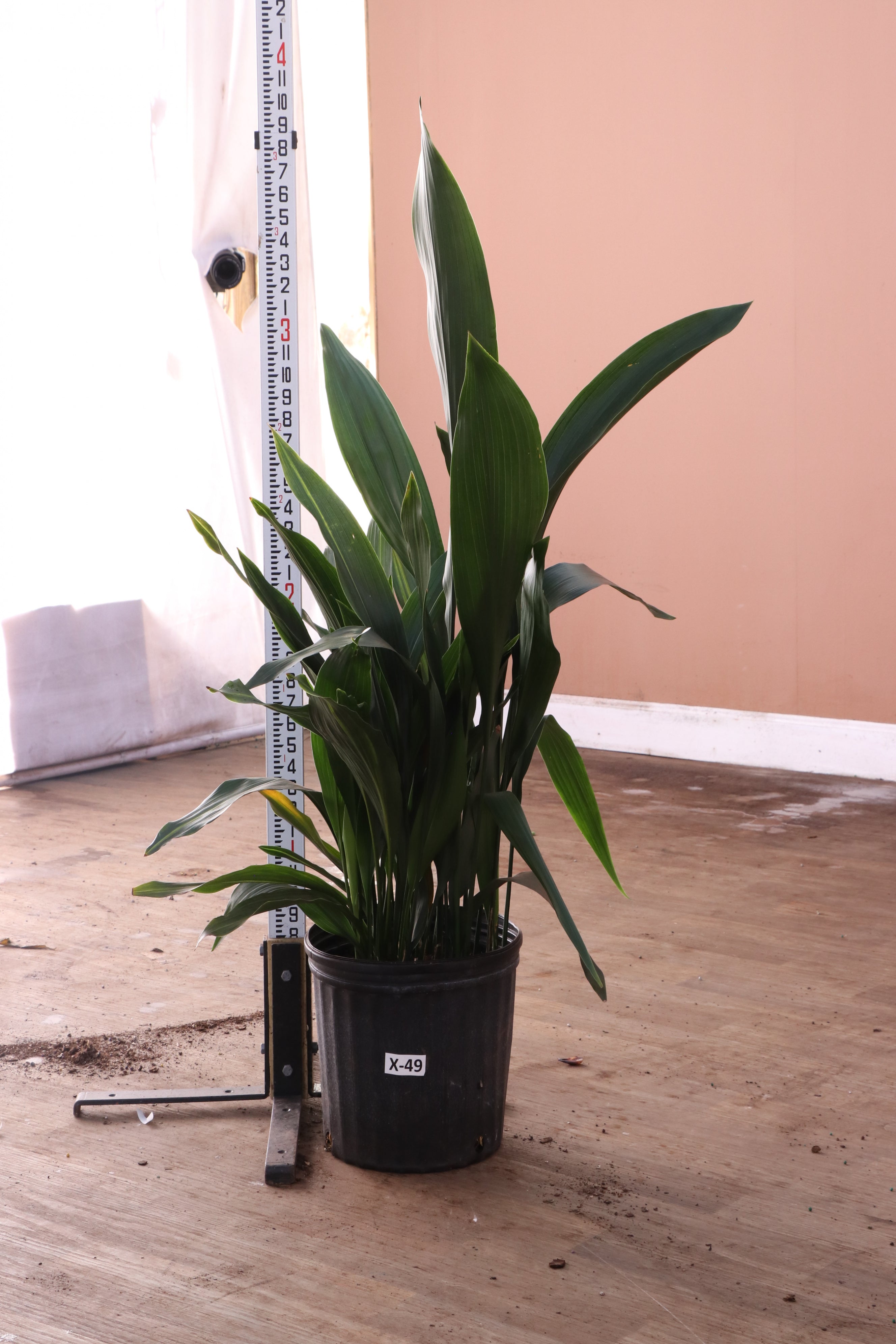 Large Cast Iron Plant