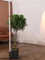 Extra Large Ficus Danielle