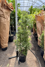 Extra Large Ming Aralia