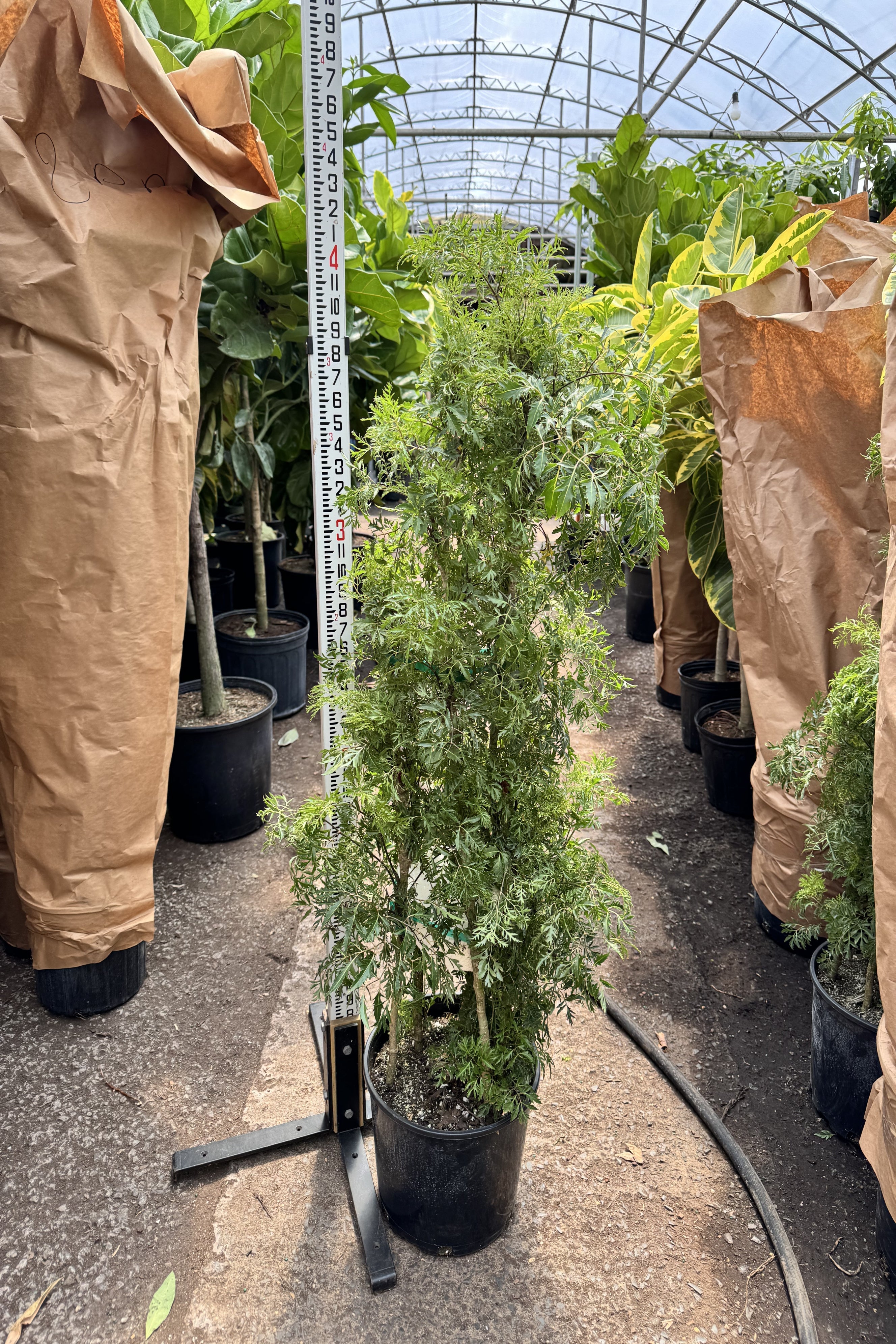 Extra Large Ming Aralia