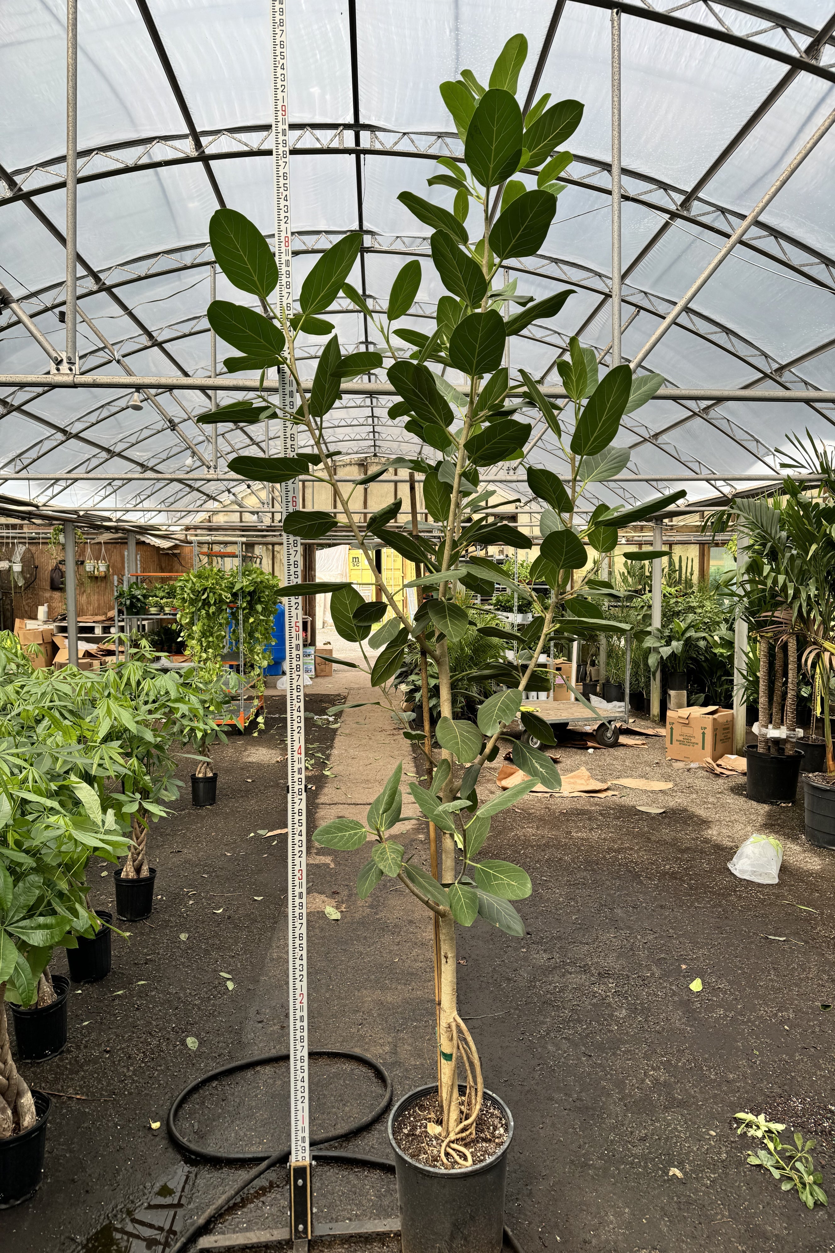 Huge Audrey Ficus