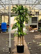 Full Size Mass Cane