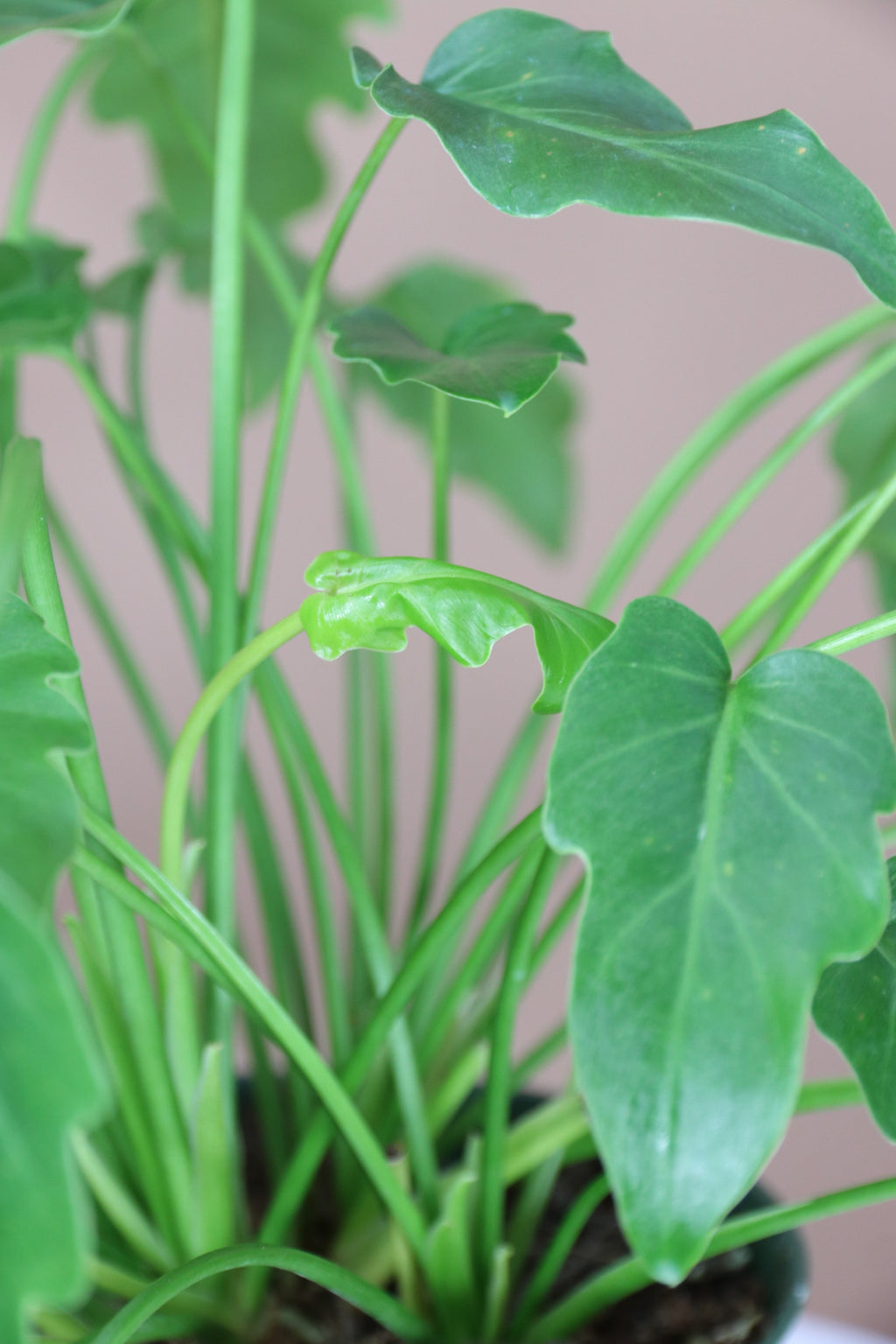 Medium Philodendron 'Xanadu'