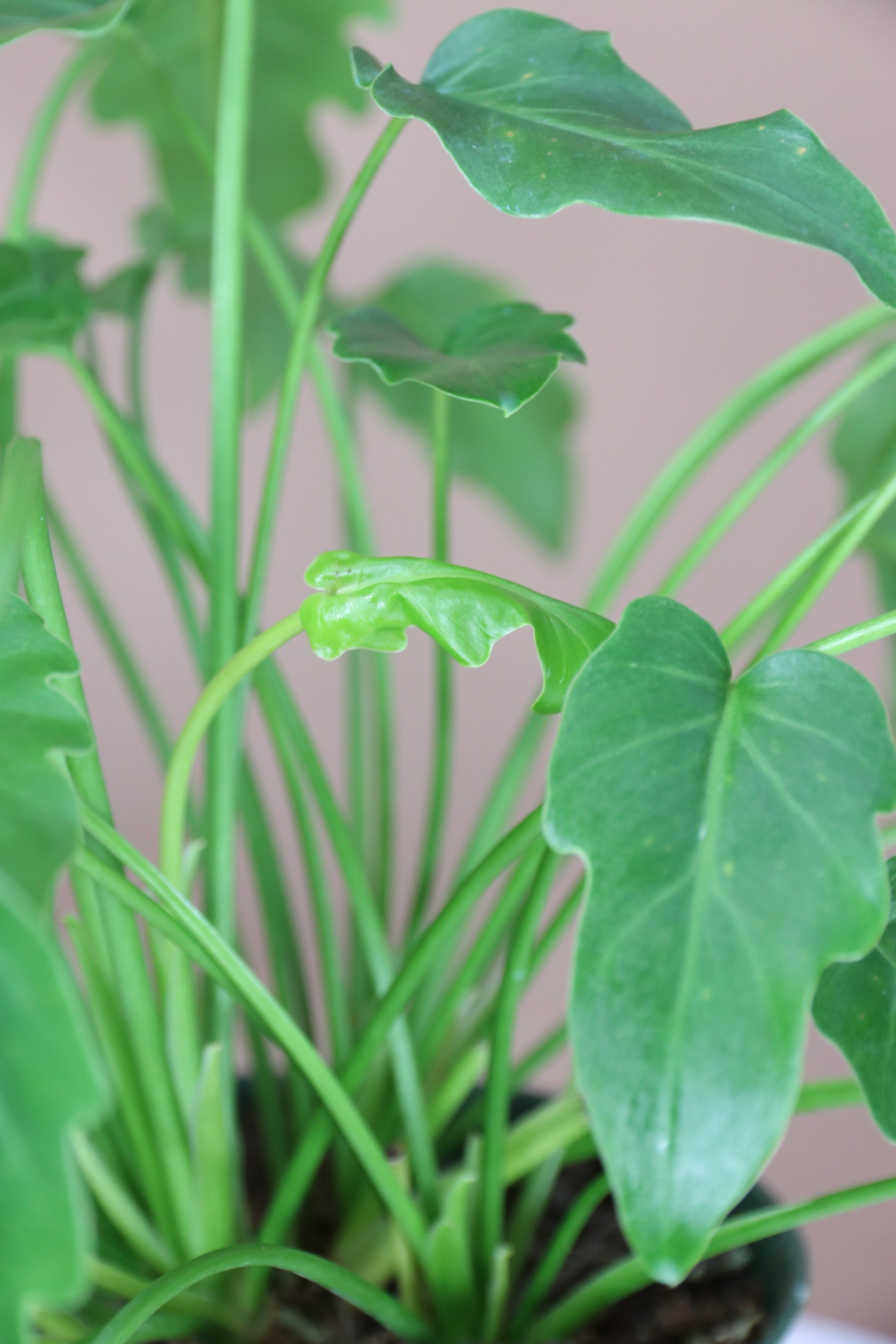 Medium Philodendron 'Xanadu'