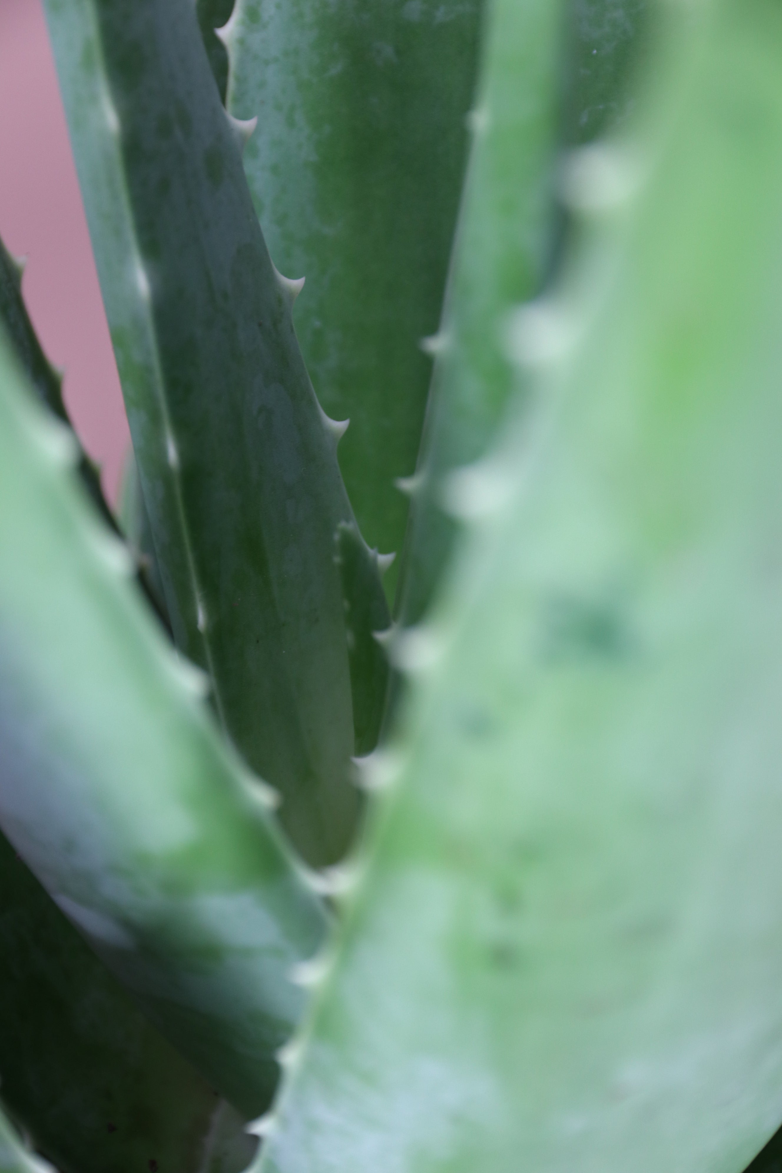 Medium Aloe Vera
