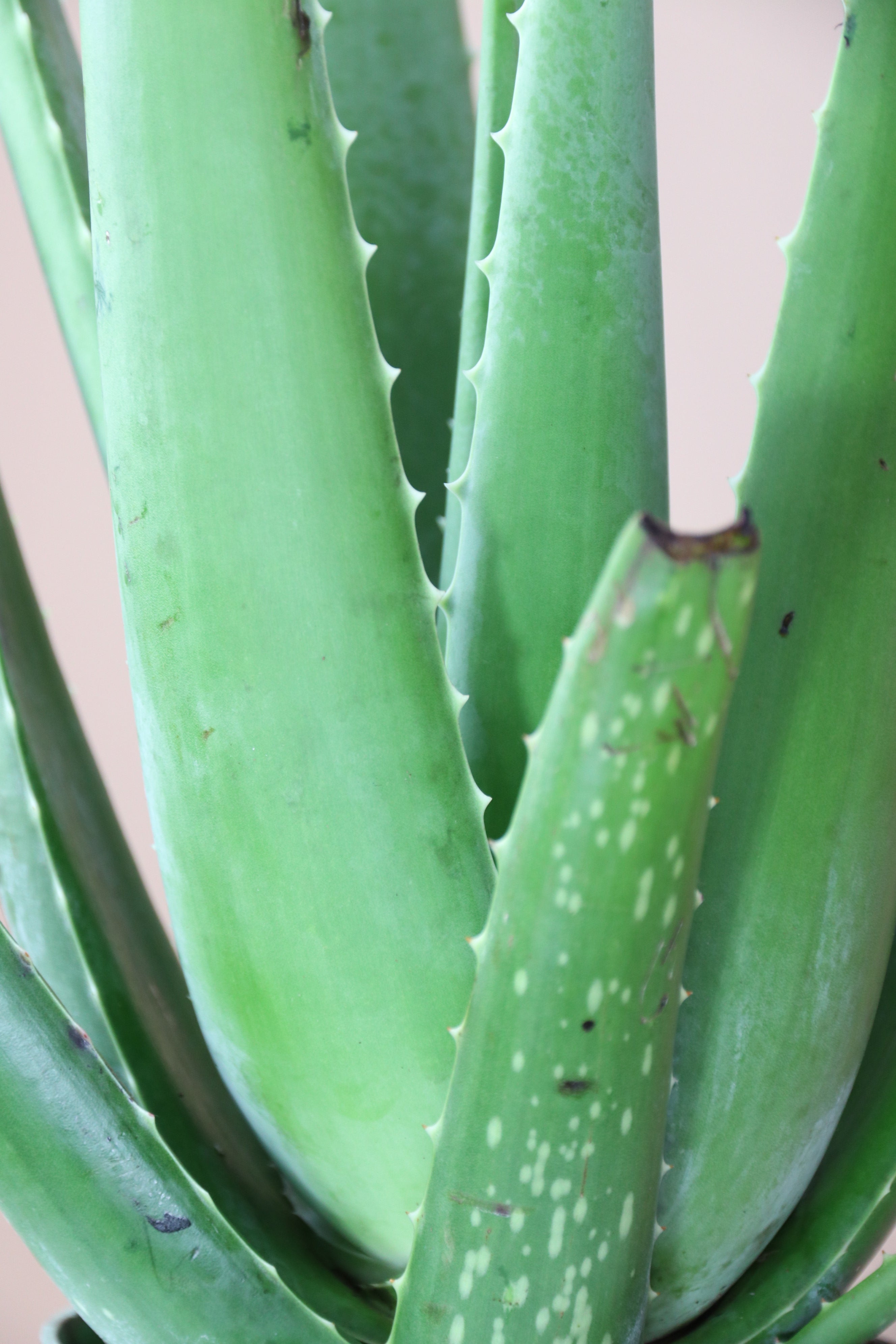 Medium Aloe Vera