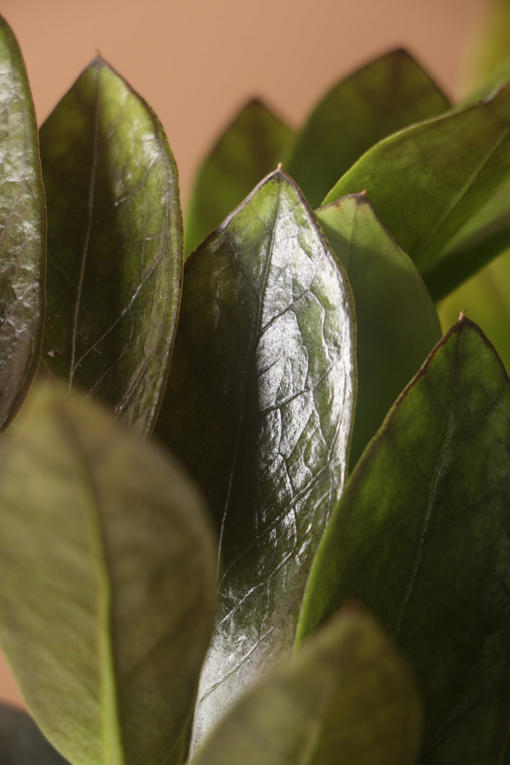 Large Black Raven ZZ Plant