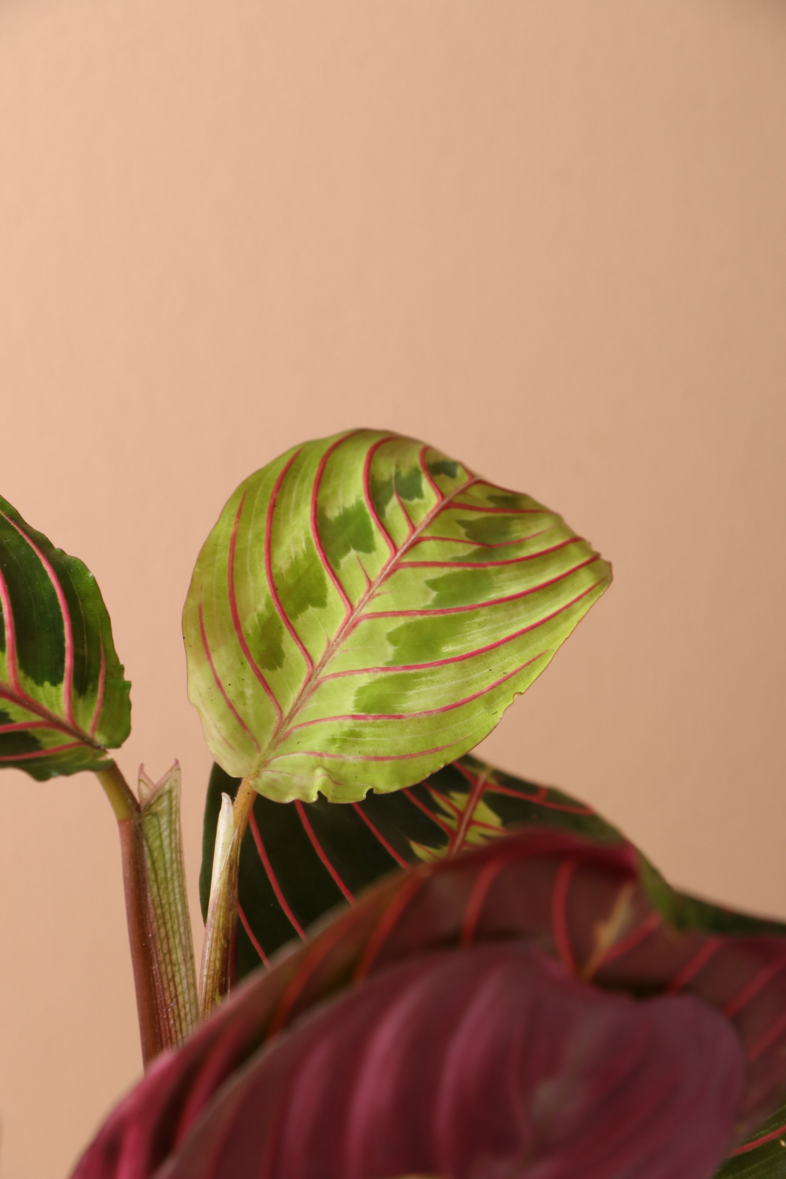 Medium Red Prayer Plant (Maranta Leuconeura)