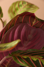 Medium Red Prayer Plant (Maranta Leuconeura)