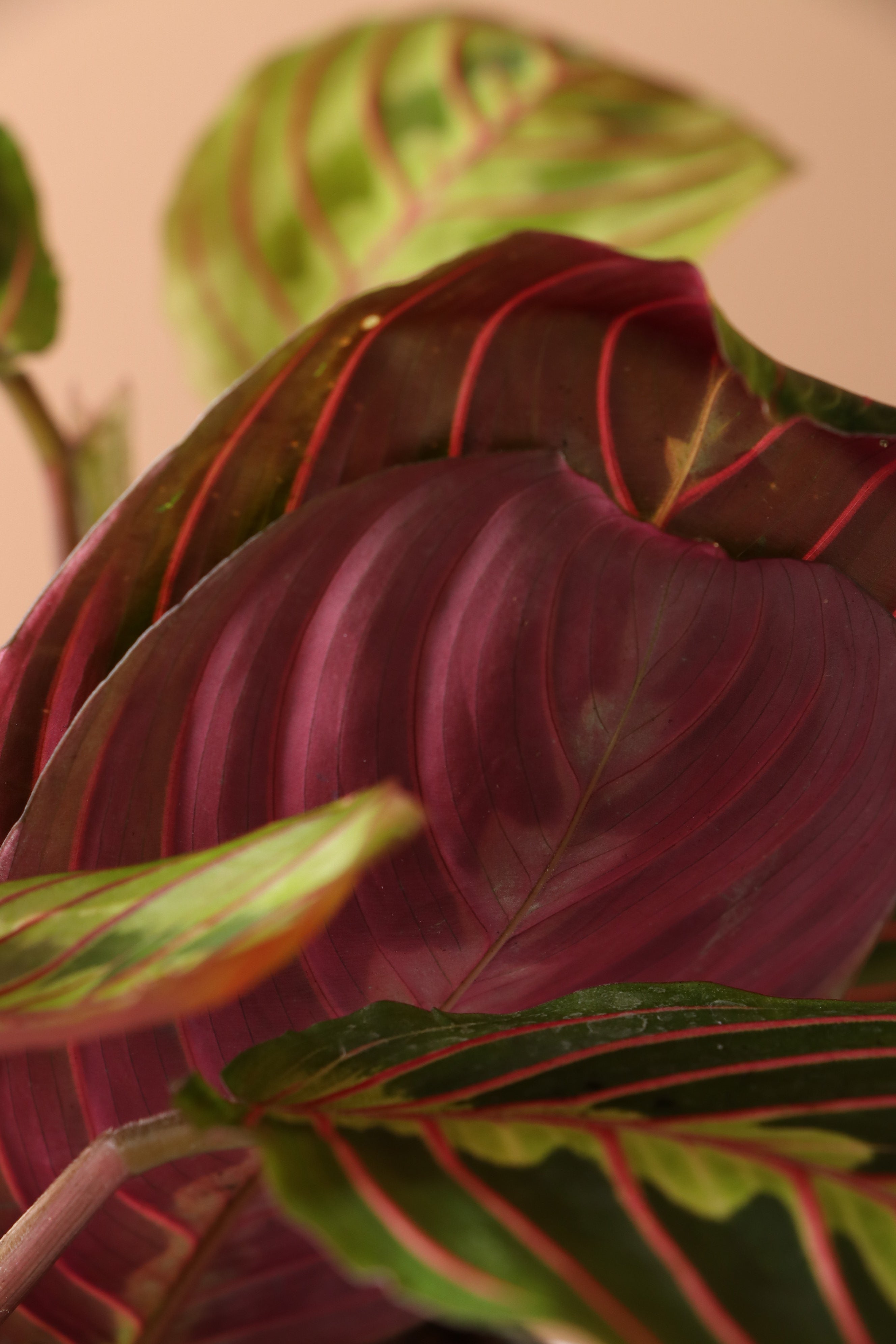 Medium Red Prayer Plant (Maranta Leuconeura)
