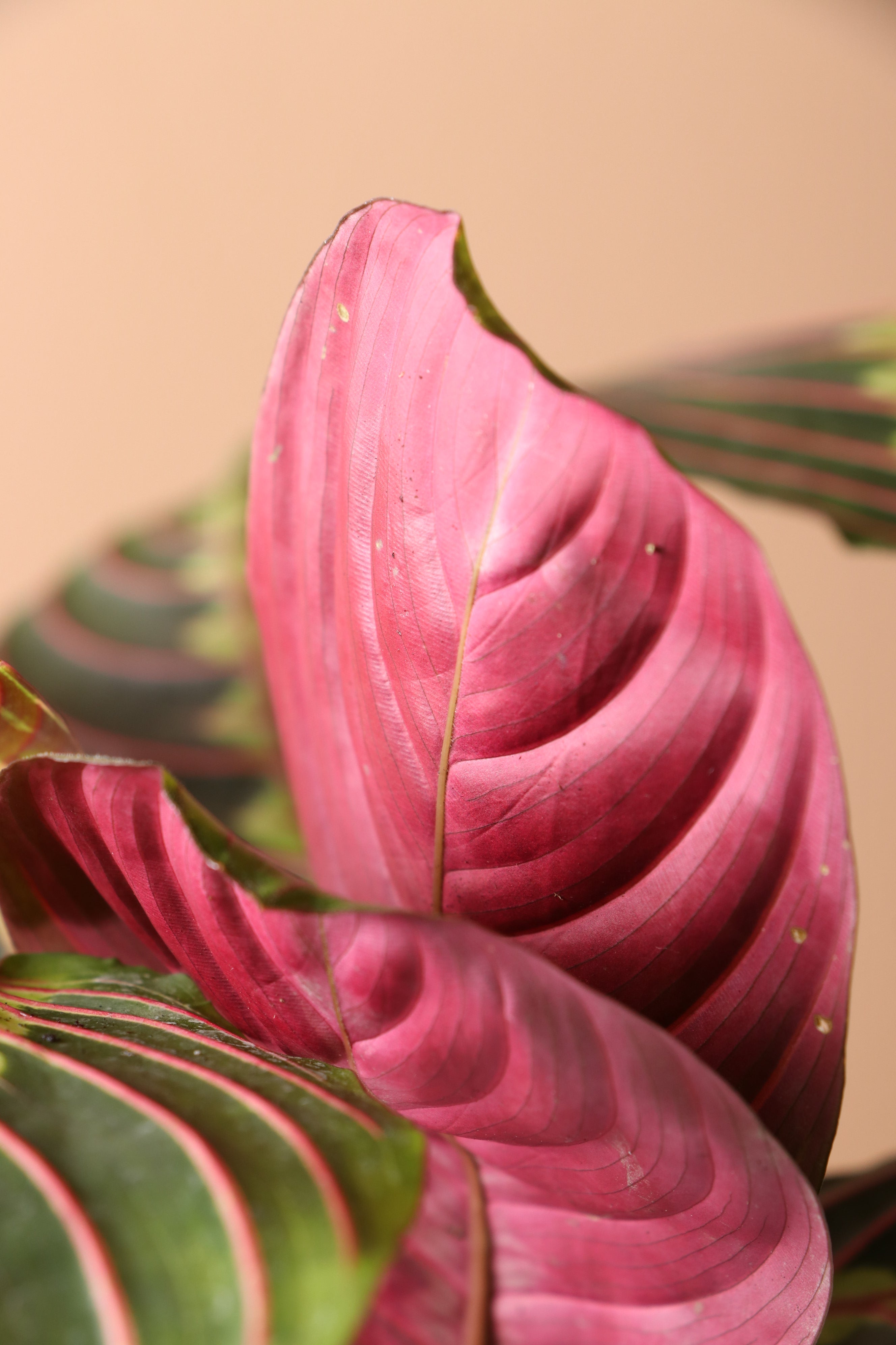 Medium Red Prayer Plant (Maranta Leuconeura)
