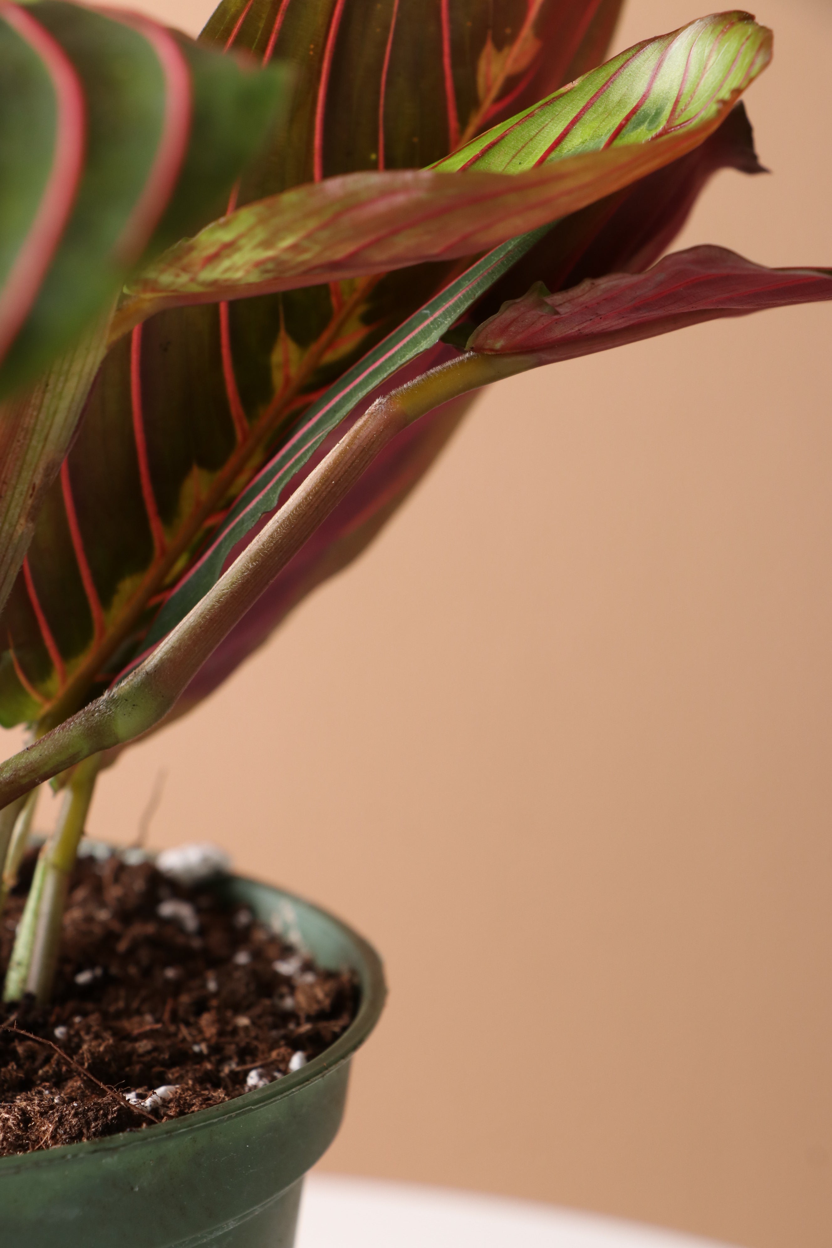 Medium Red Prayer Plant (Maranta Leuconeura)
