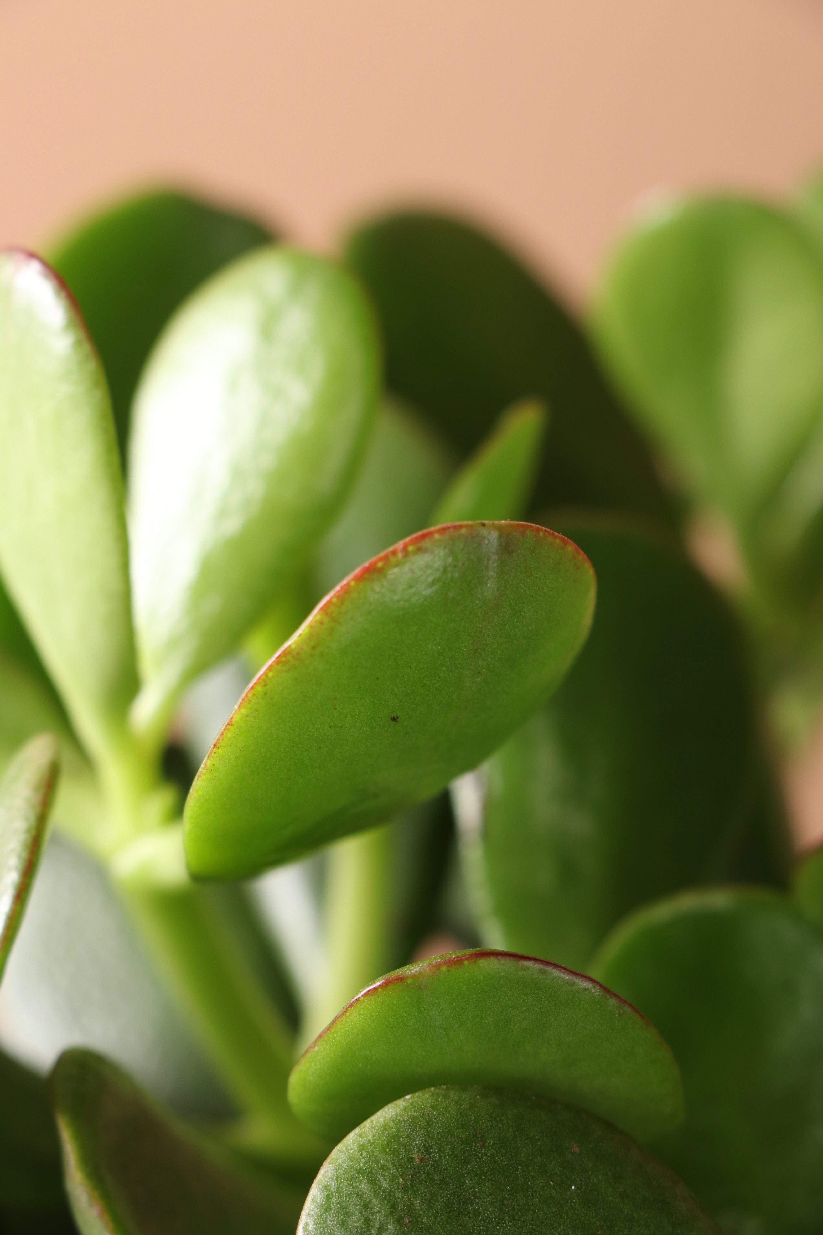 Medium Jade Plant